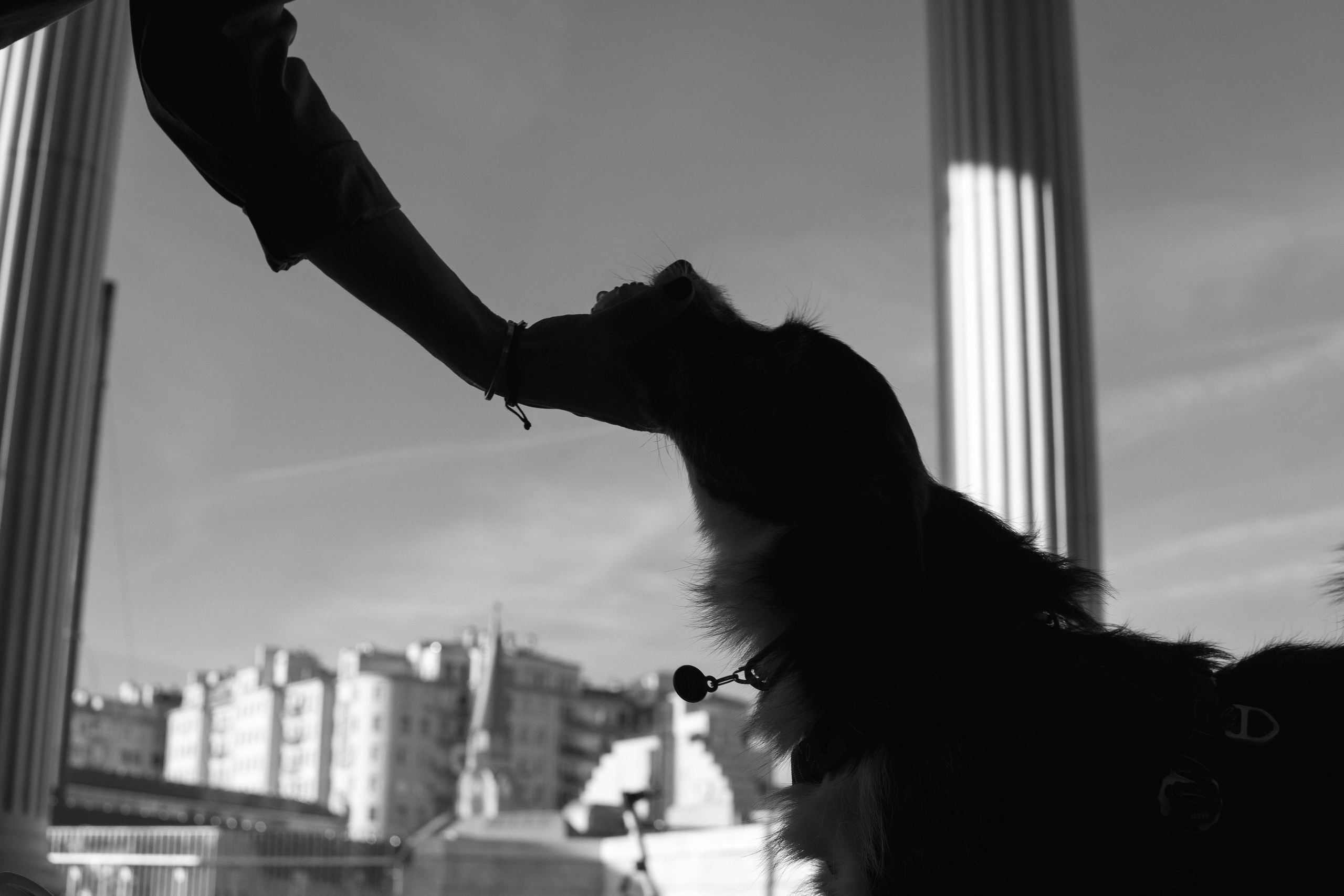 Даша и Тюбик. Фотограф-анималист Ксения Воробьева, Москва