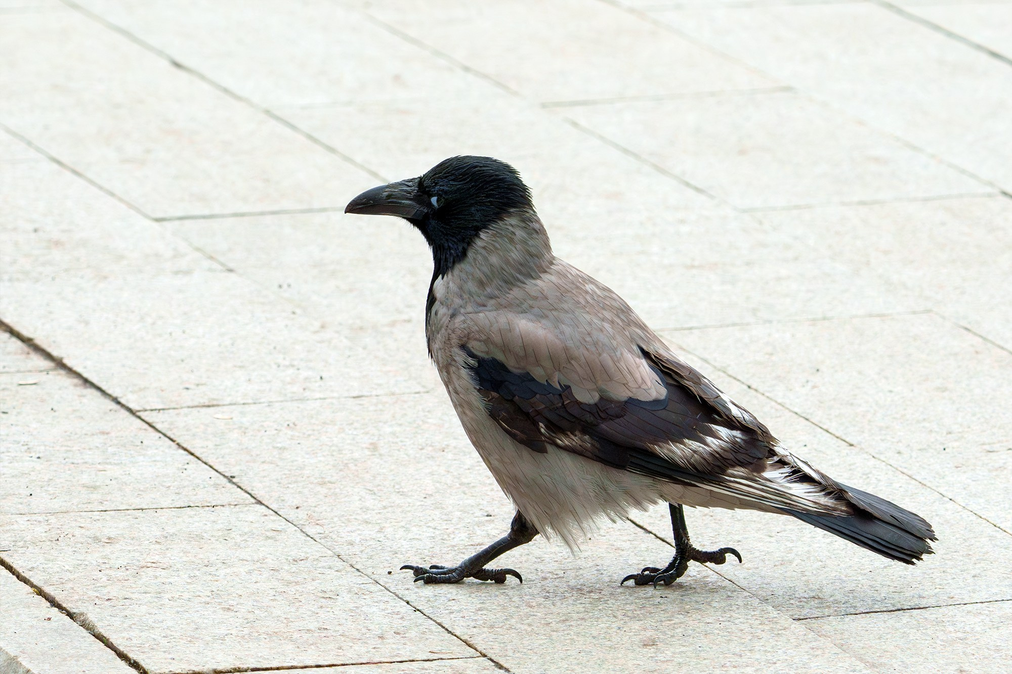 Удивительные мир птиц. Вокруг нас столько прекрасного — присмотритесь!. Ваш личный фотограф Марина Волкова