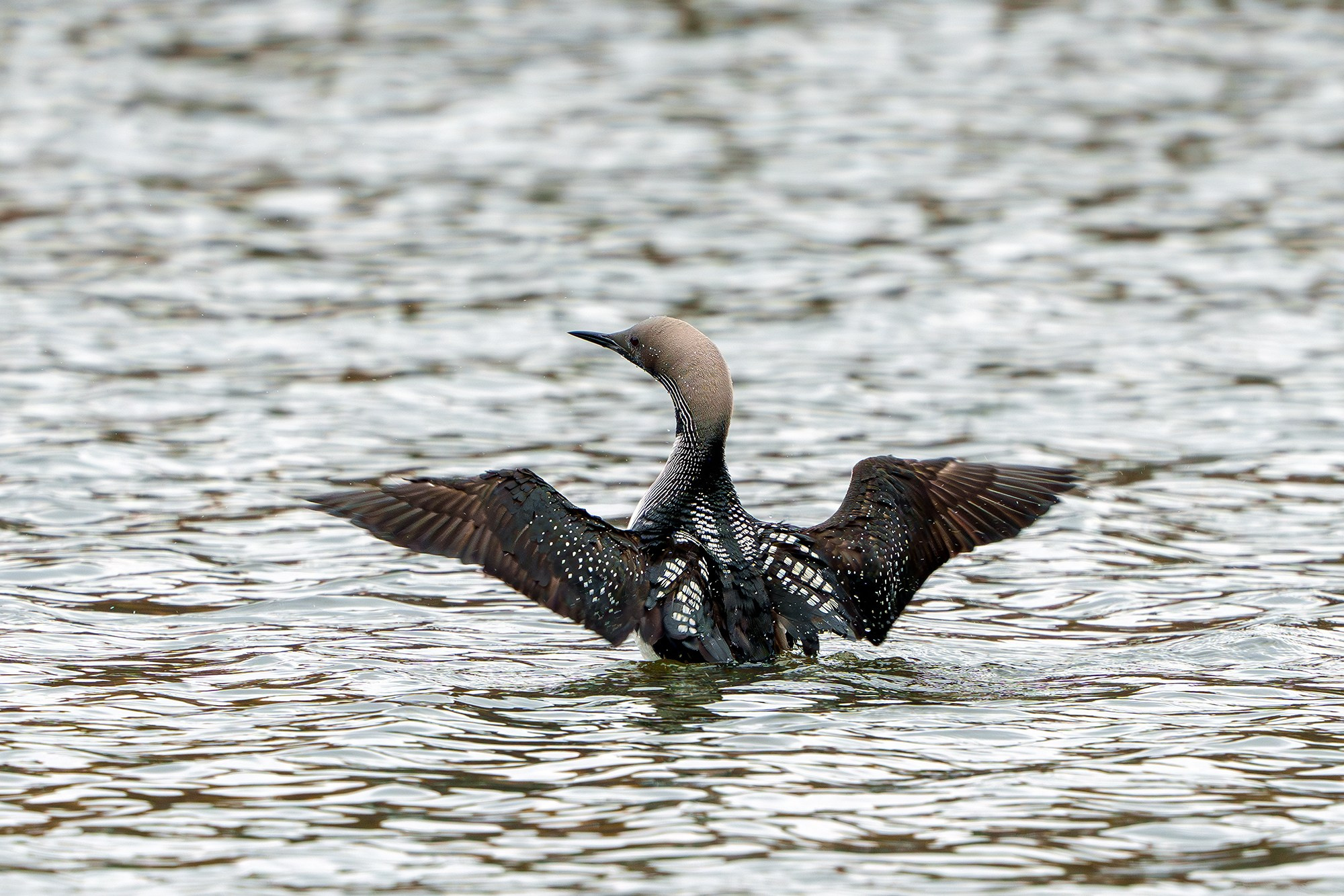 Удивительные мир птиц. Вокруг нас столько прекрасного — присмотритесь!. Ваш личный фотограф Марина Волкова