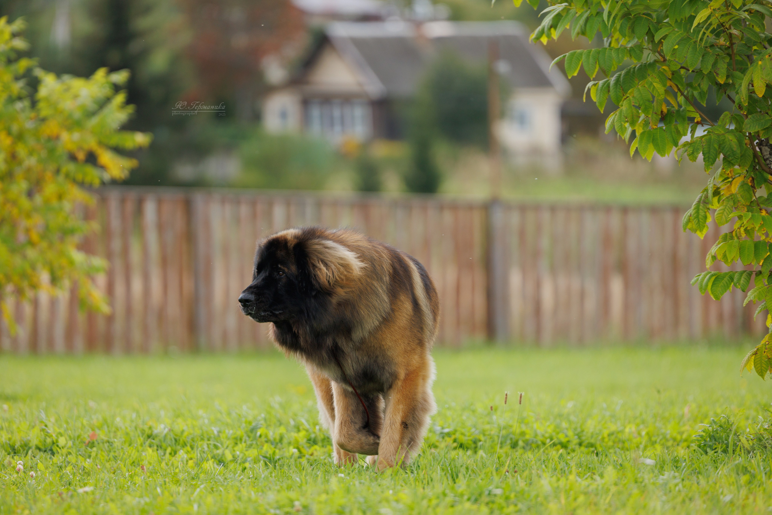 Переславль 5-7.08.2025. Фотограф-анималист Юлия Германика