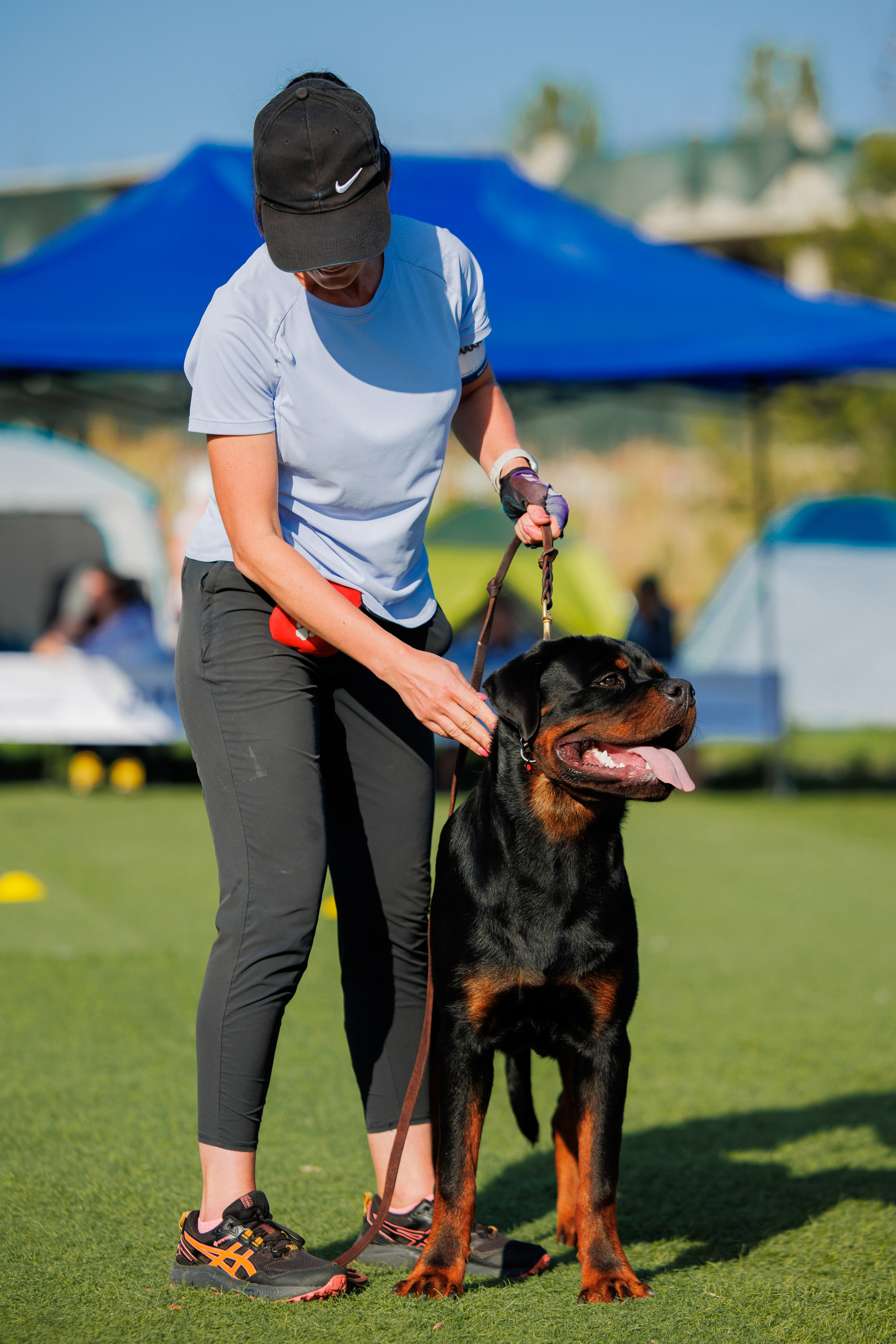 Анапа ротвейлеры 14-15.09.2024. Фотограф-анималист Юлия Германика
