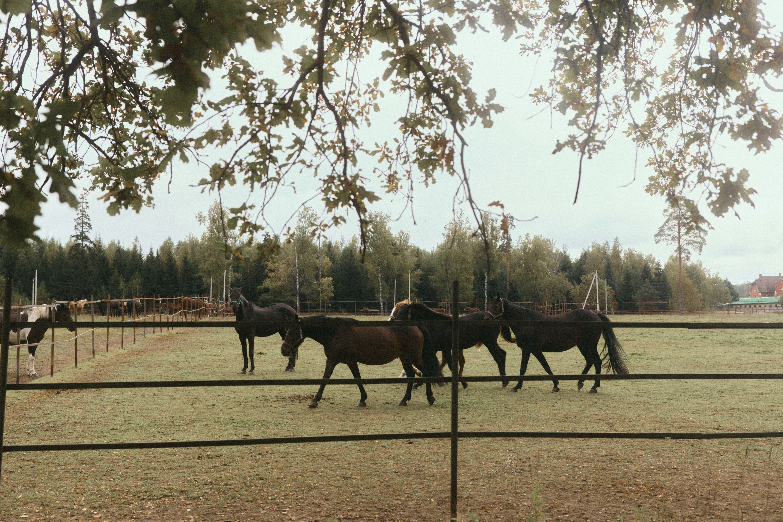 Дима + Юля + Гриша + Ариша. Семейный и детский фотограф Юлия Шох