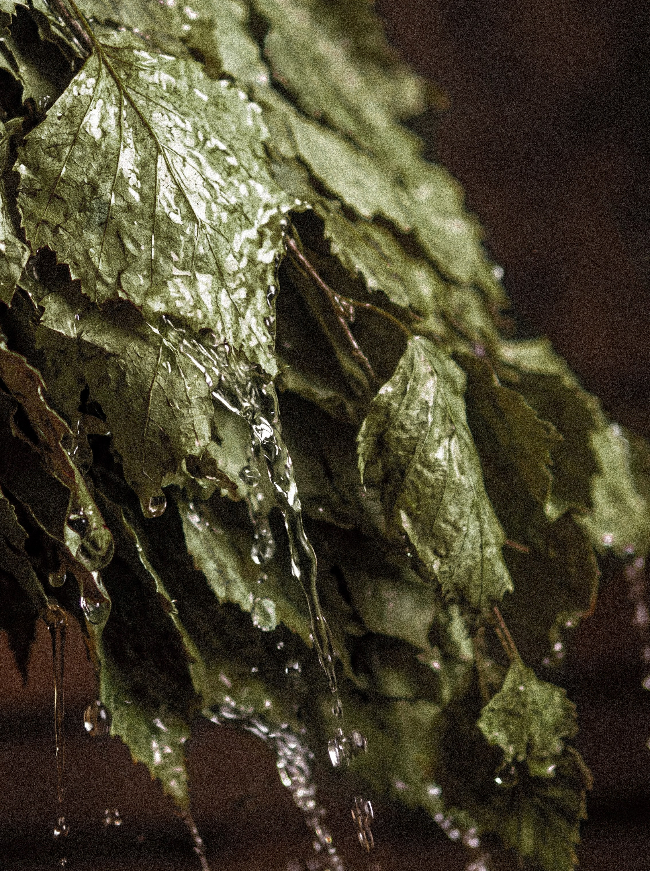 баня на дровах: парная зона с деревянными лавками и вениками