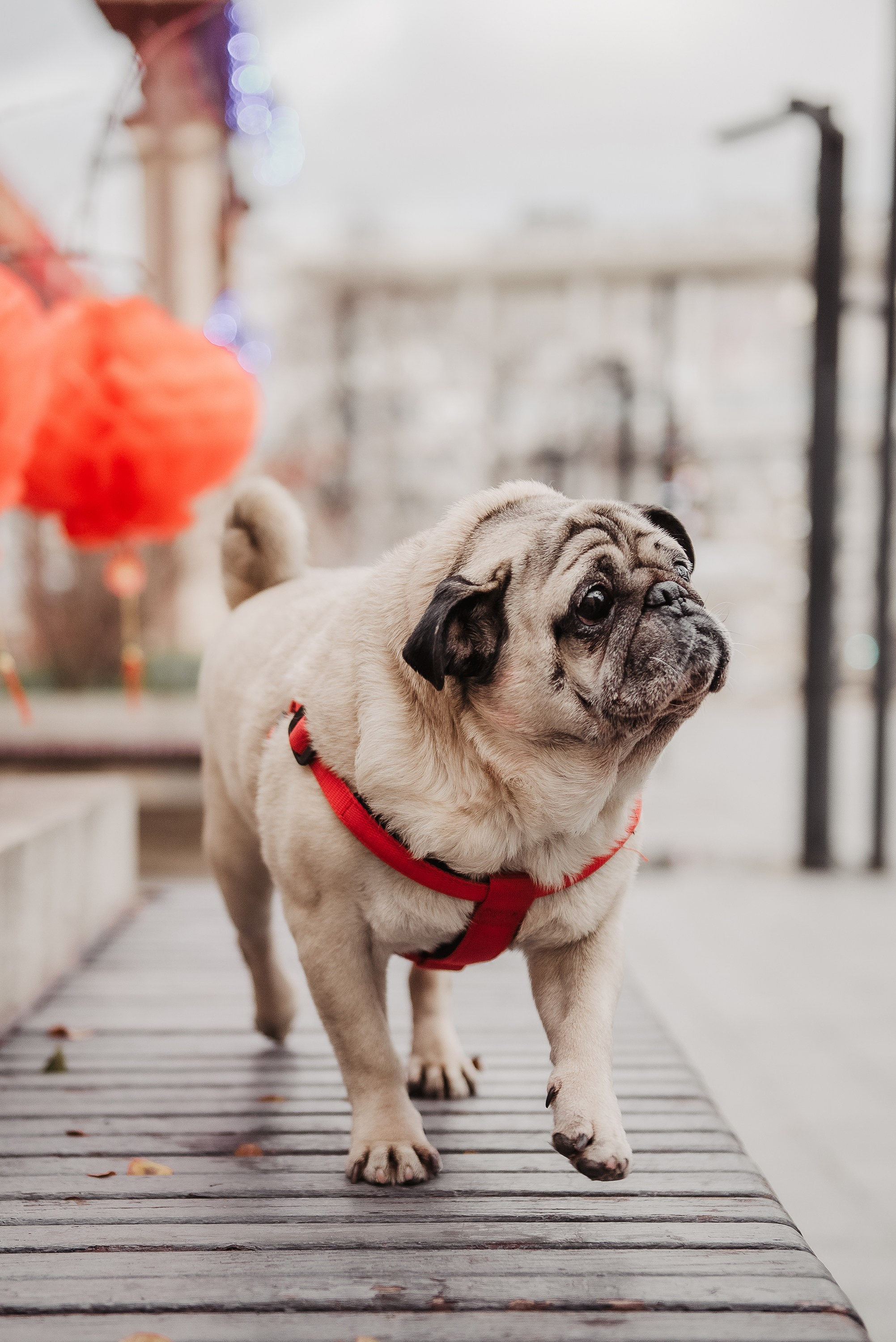 Ольга и Потапум. Прогулка к чайному дому. Семейный Фотограф в Москве Ирина Хохлова
