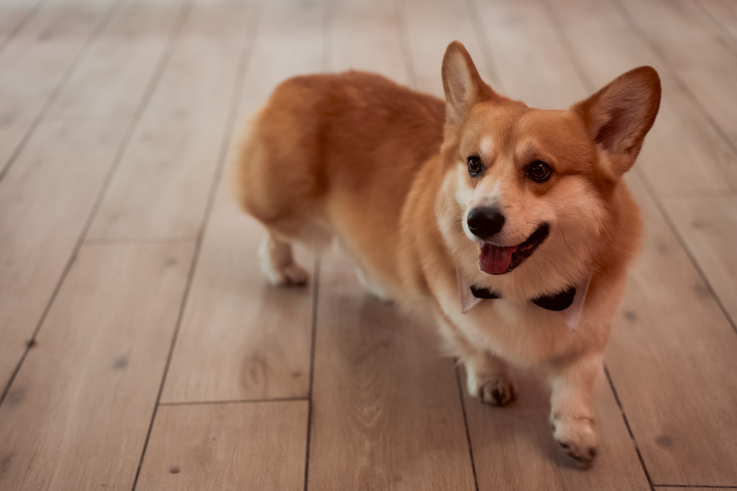 EP. Свадебный фотограф