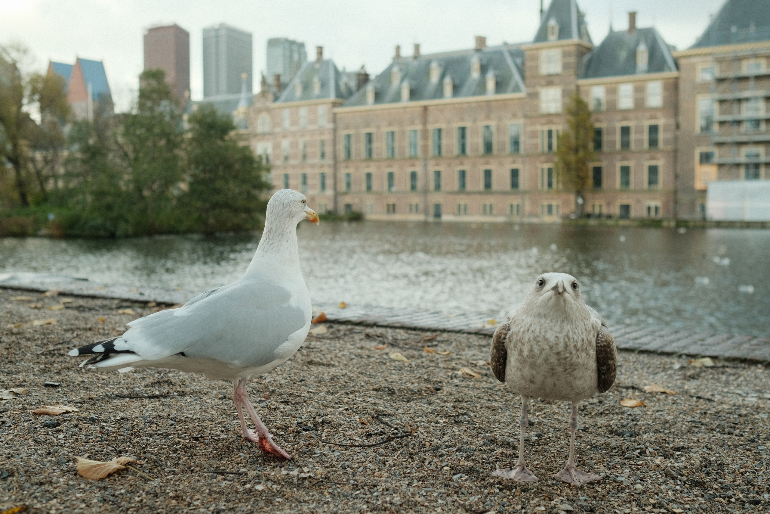 Фотографии Нидерландов | Филипп Линзин. Репортажный и портретный фотограф в Санкт-Петербурге Филипп Линзин