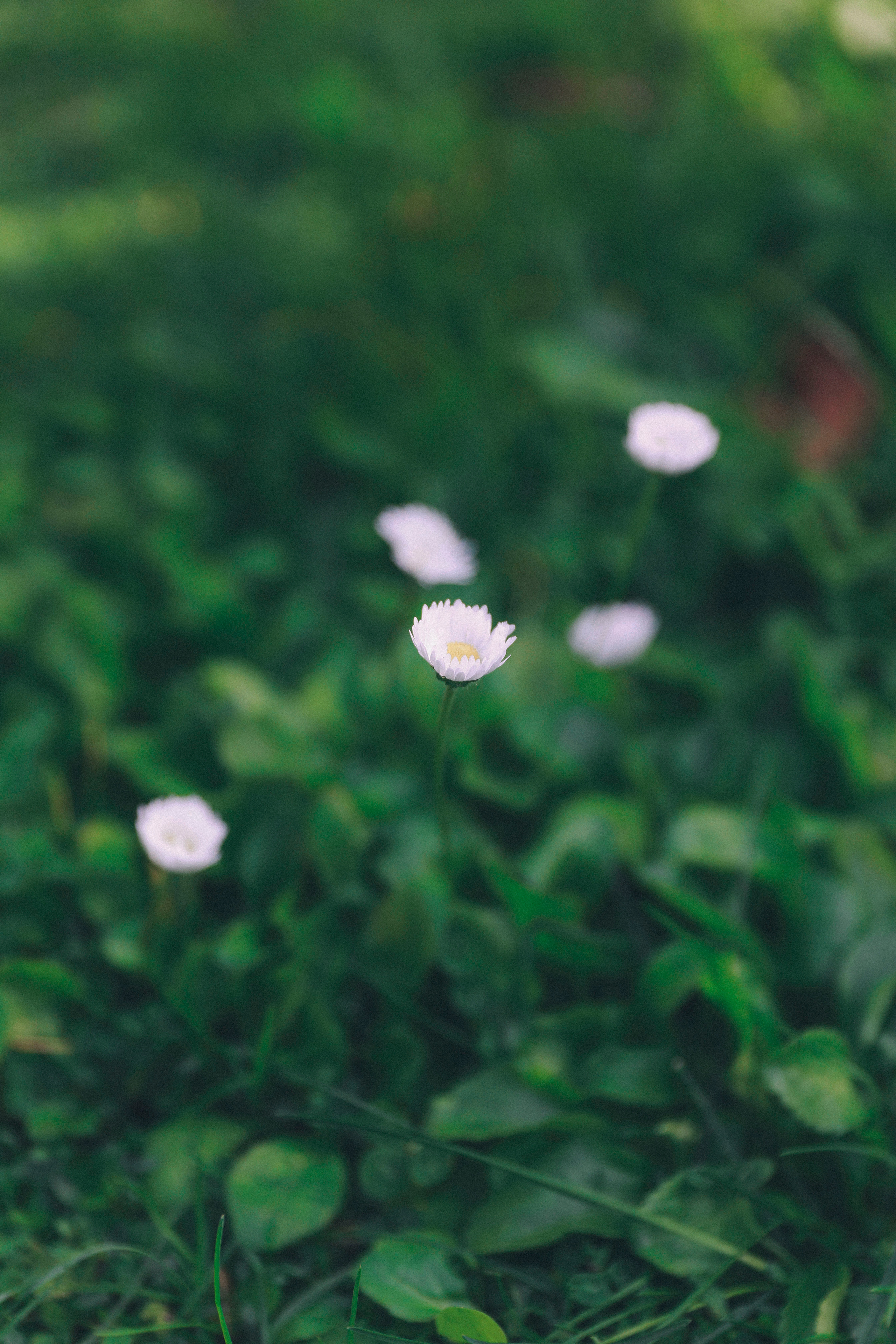Регина. Фотограф в Москве Шаганова Нина