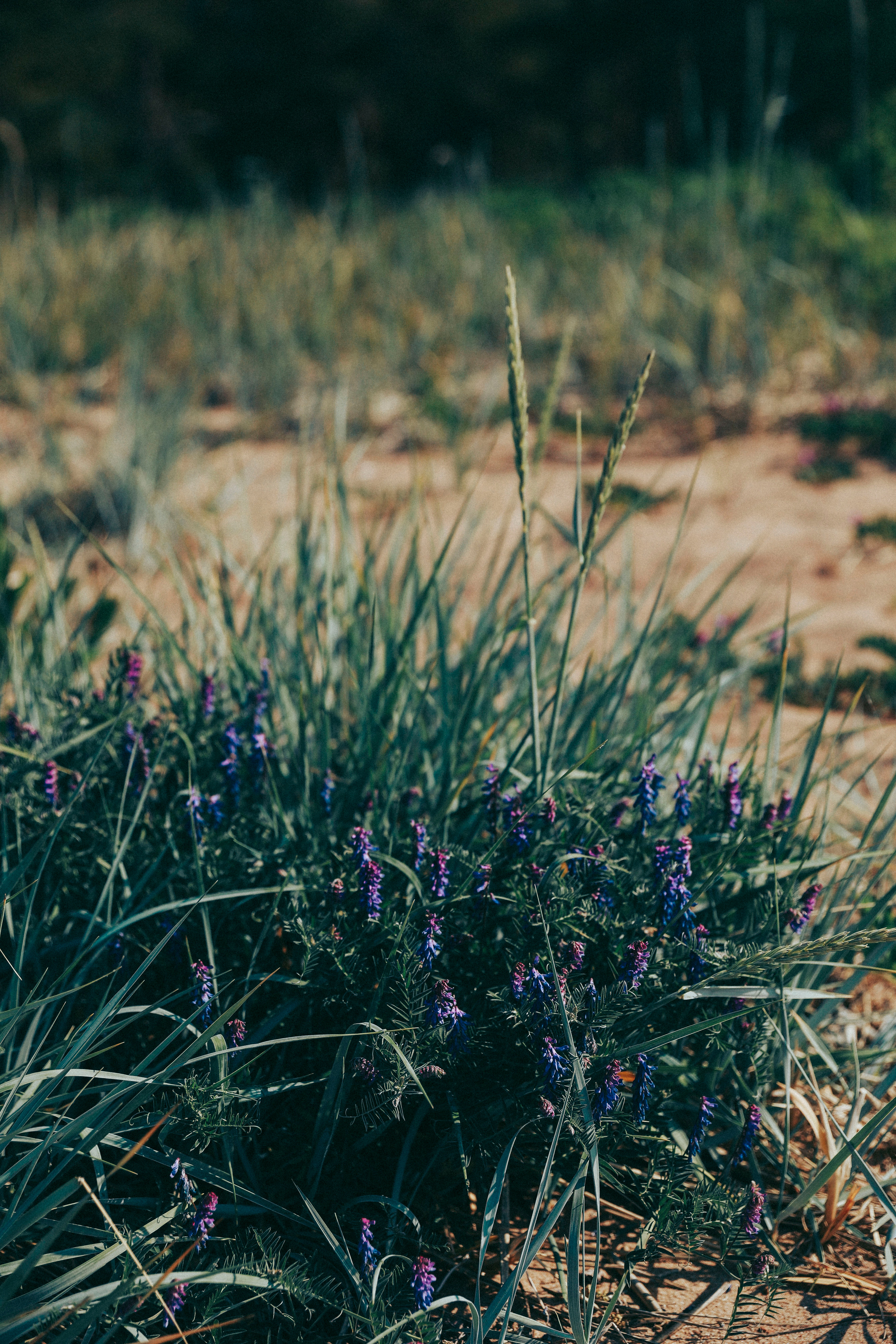 Наташа, Соня, Лиза. Фотограф в Москве Шаганова Нина