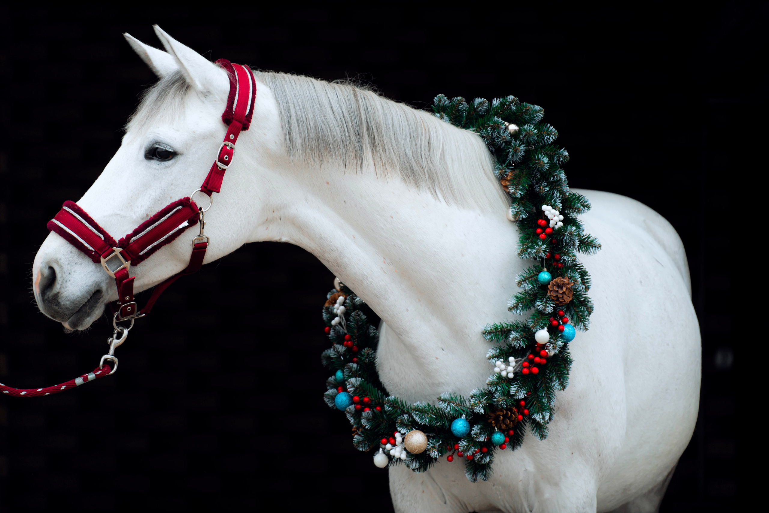 Настя и Луна. Фотограф в Москве Ленарская Дарья