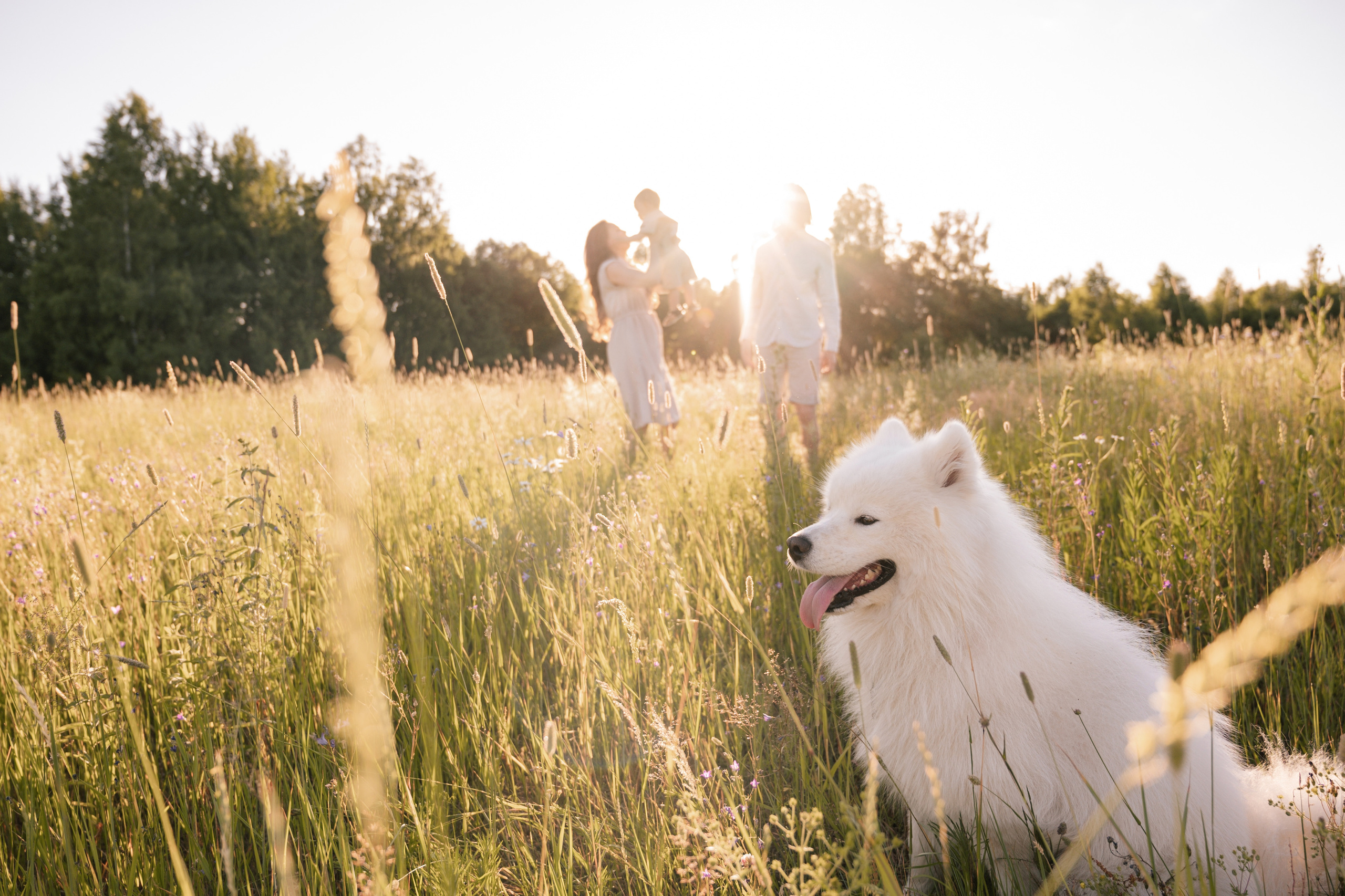 Сычевы. Свадебный и семейный фотограф Вероника Холод