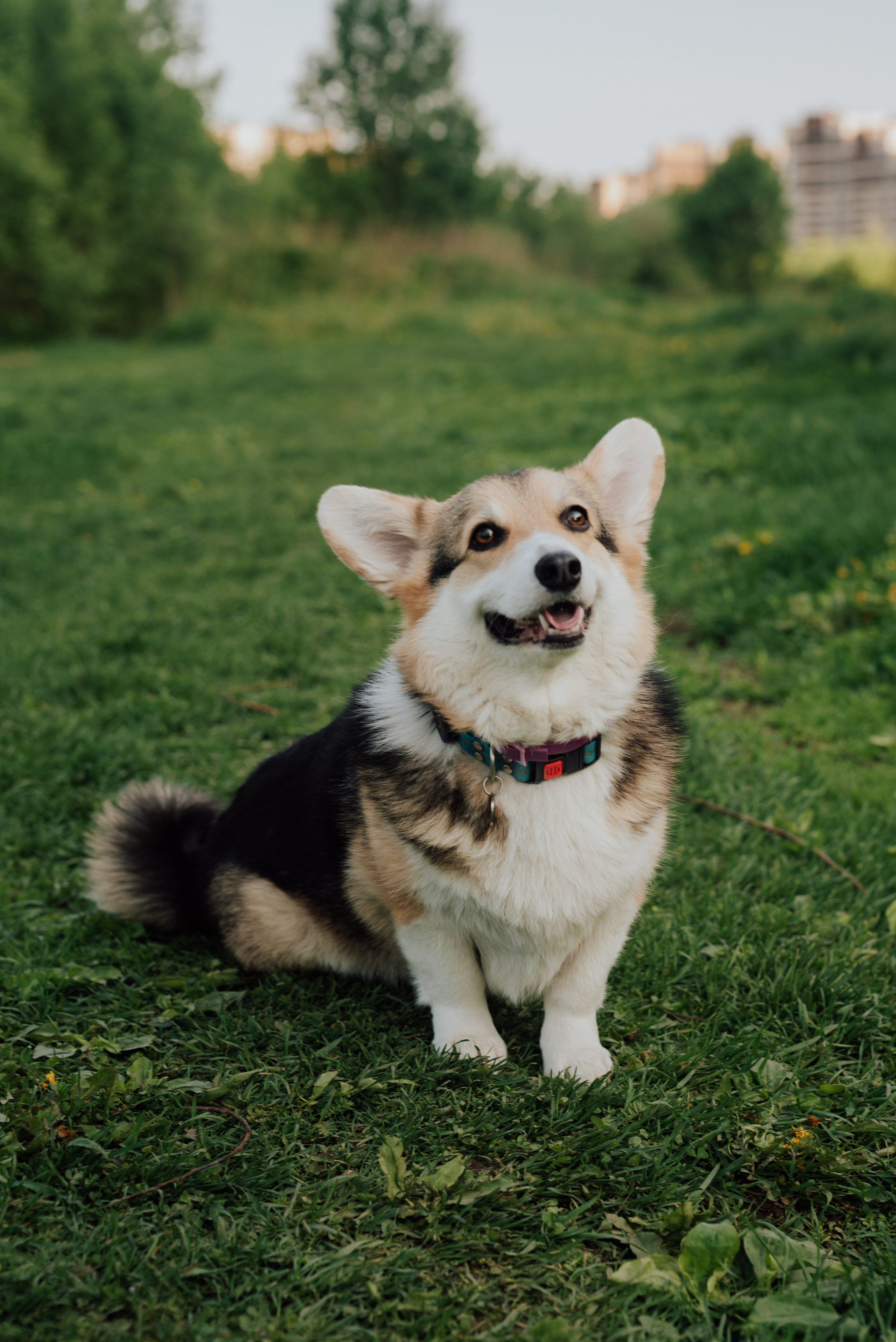Животные. Фотограф в Санкт-Петербурге и Ленинградской области