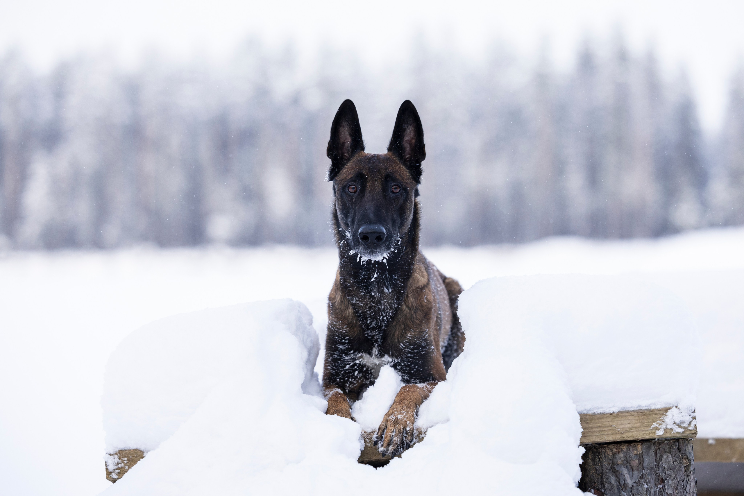 Раш. Фотограф-анималист Анна Маринич