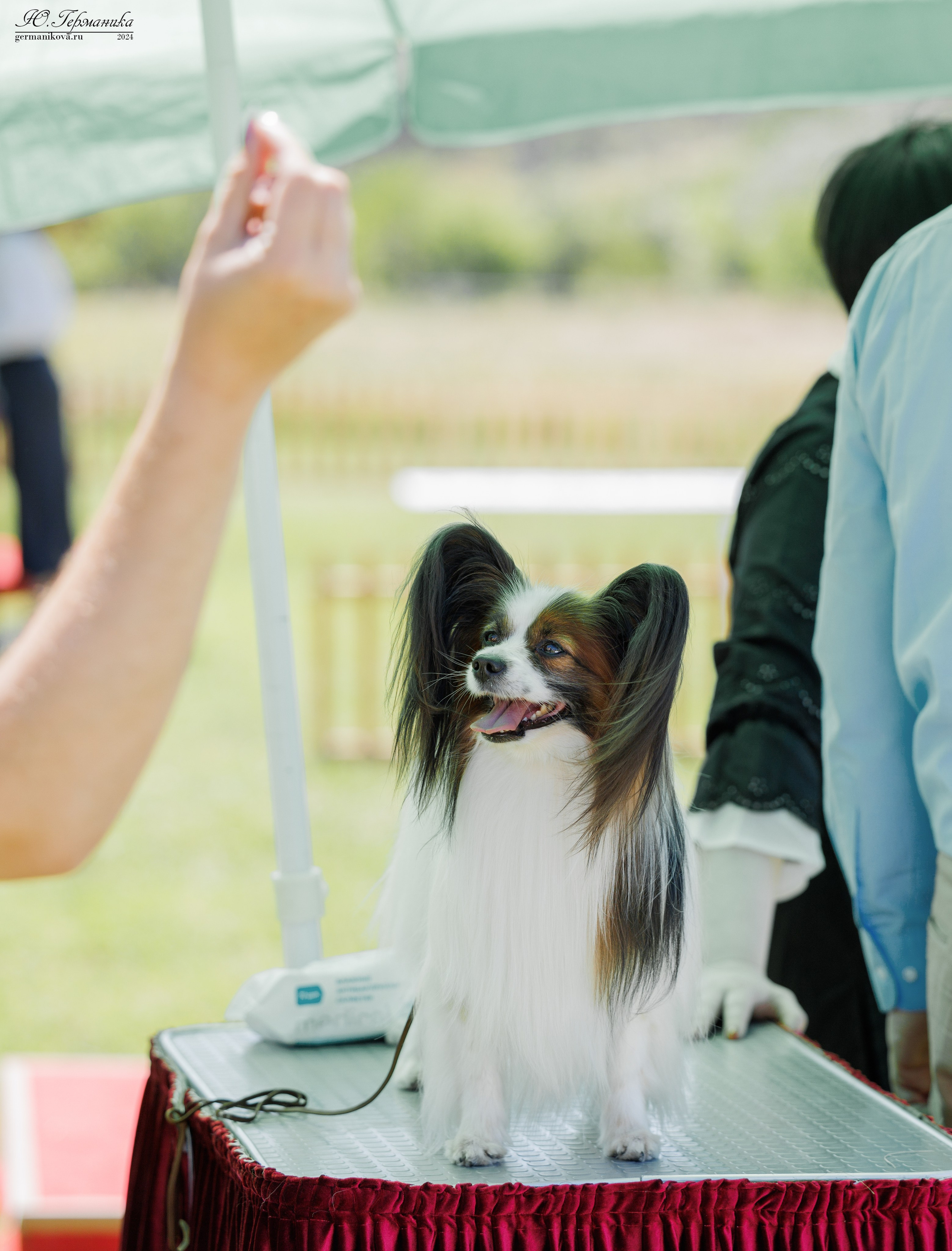 Ереван 3-5.06.2024. Фотограф-анималист Юлия Германика