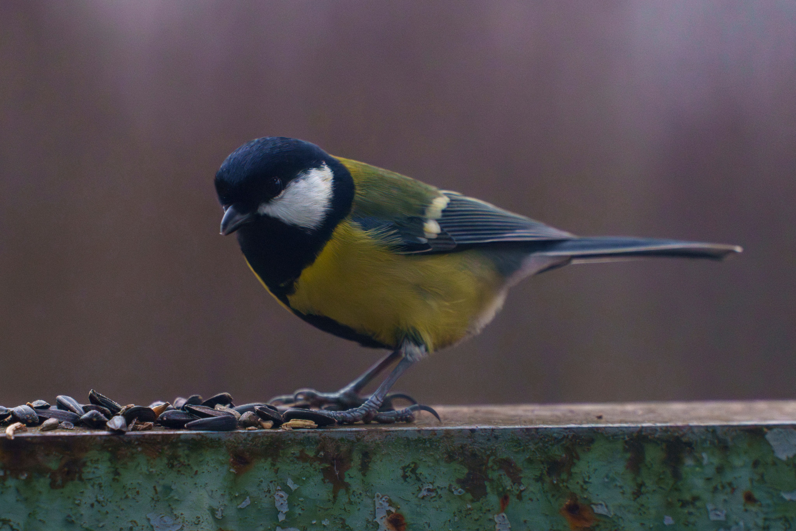 Animals — Животные