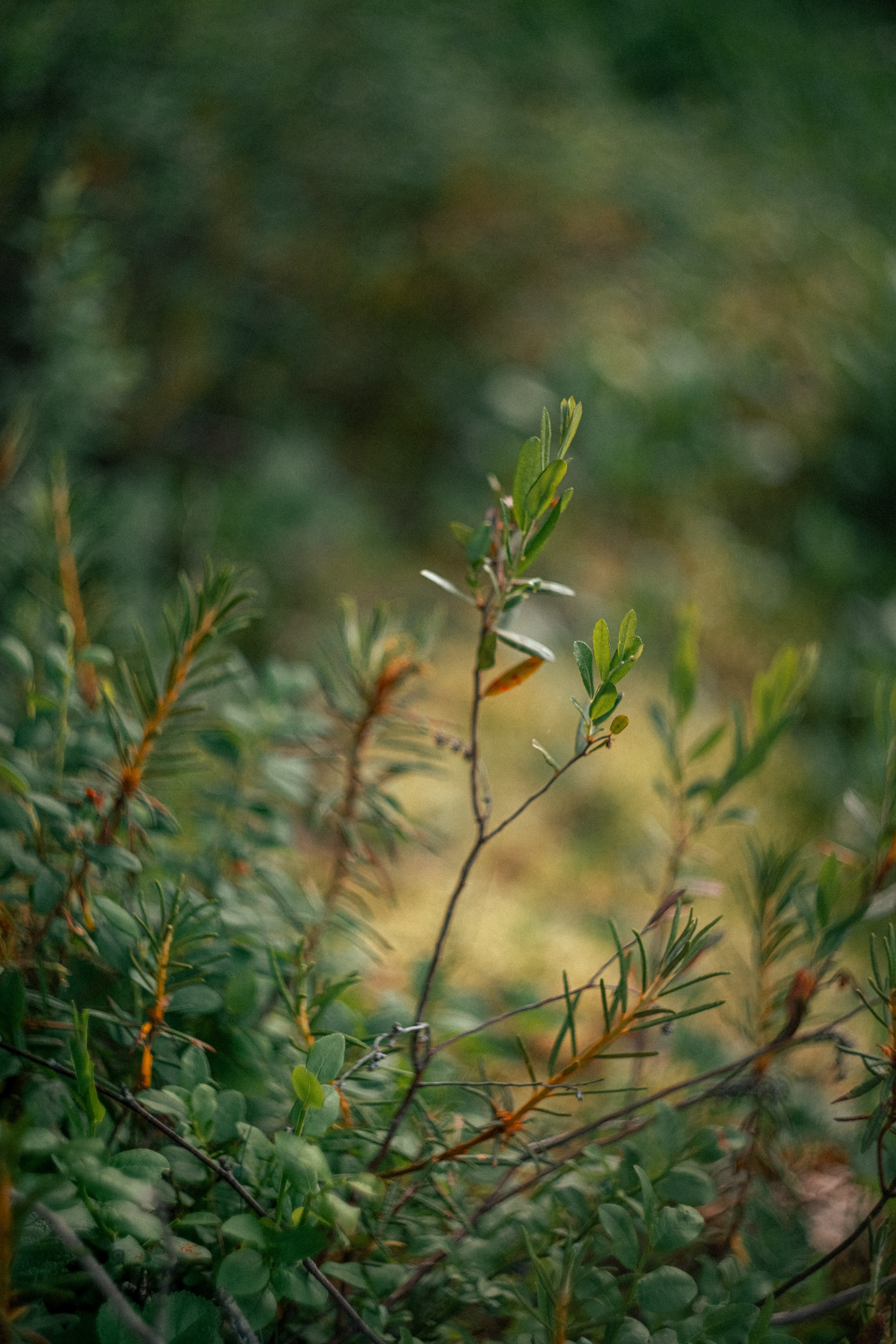Карелия — место силы. Юля Дэй • Фотограф, Санкт-Петербург