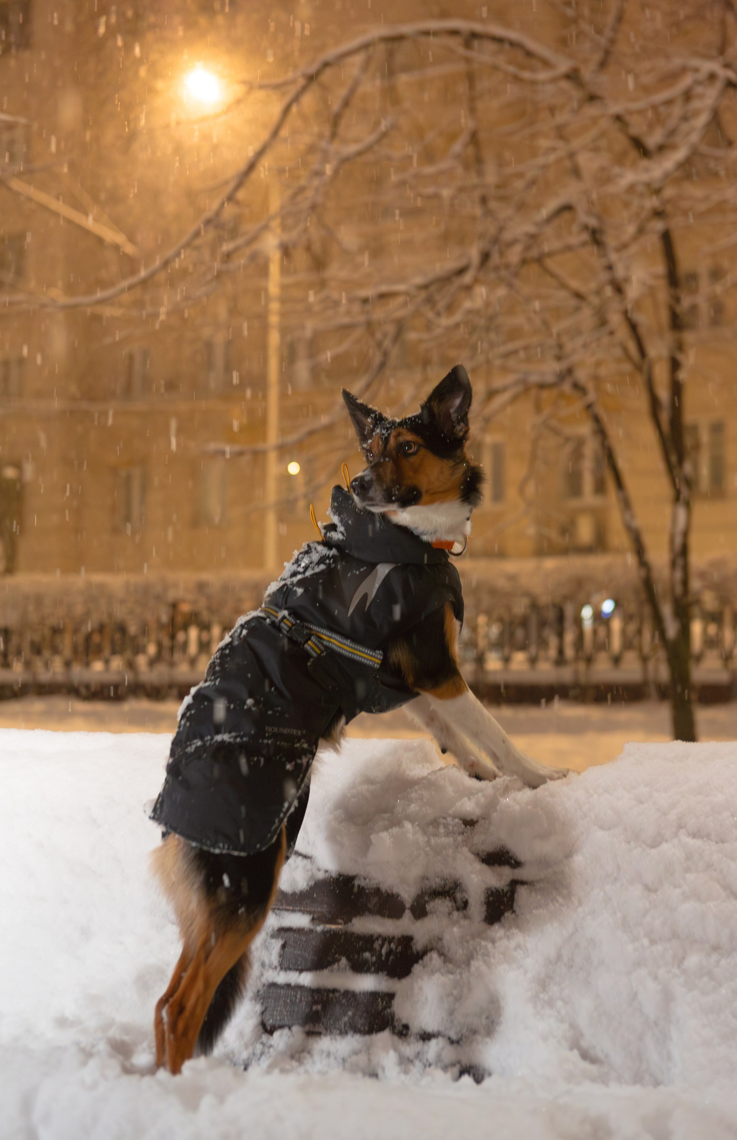 Йоль и Паля. Фотограф-анималист в Москве, МО и Владимире