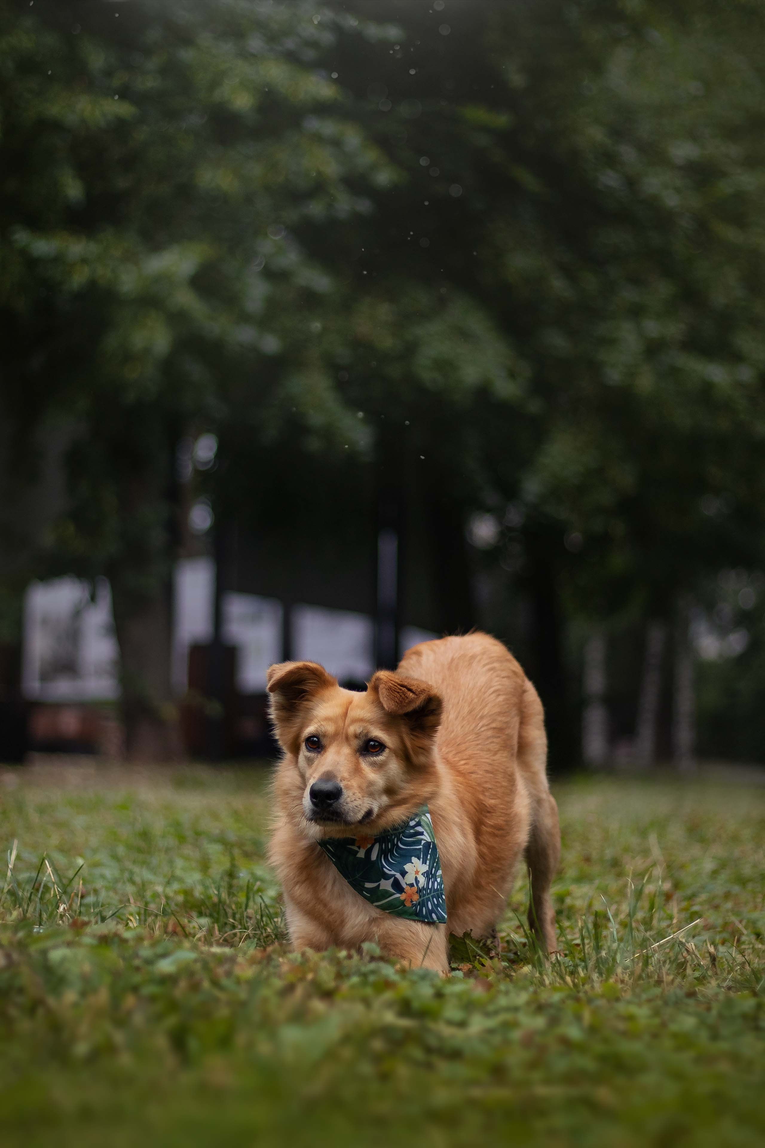 Портфолио фотографа-анималиста из Воронежа Алины Ивановой. Фотограф — анималист Алина Иванова