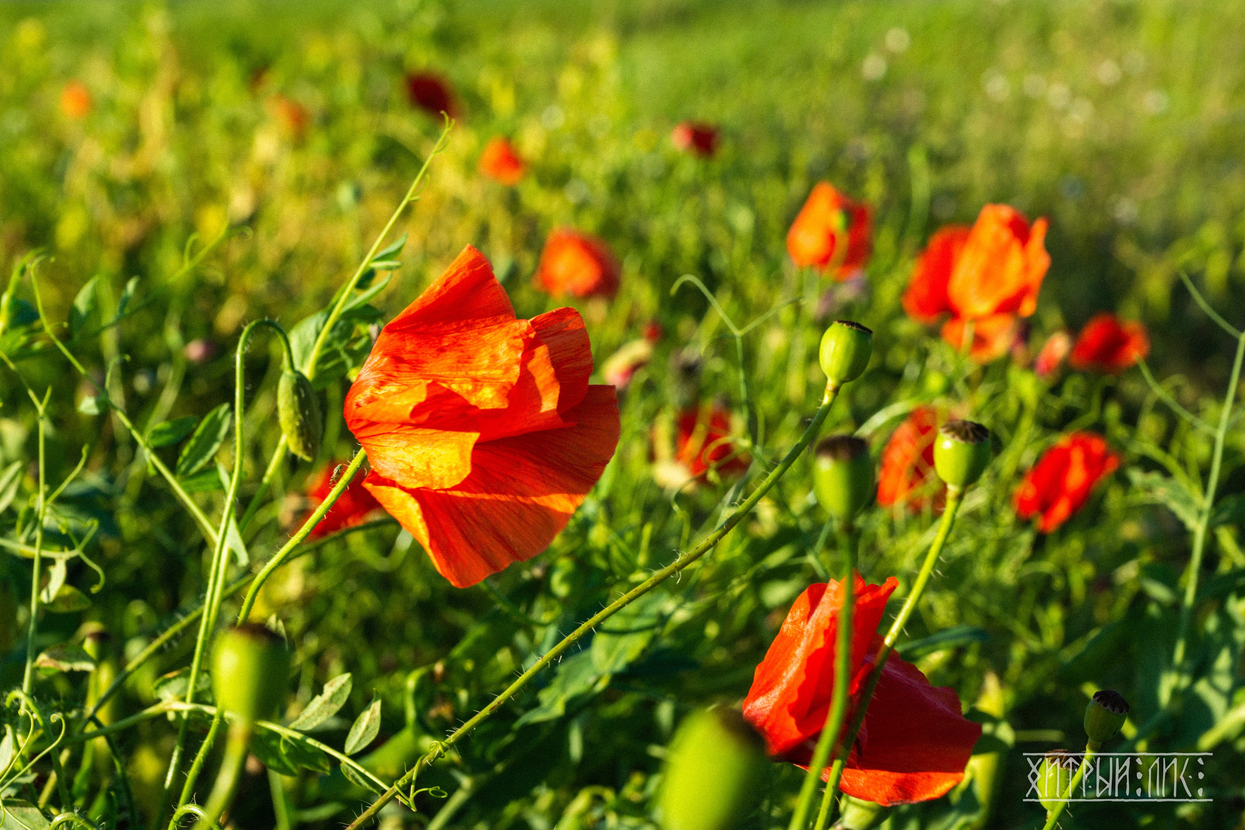 Беларусь. Фотограф-путешественник Самойлов Максим «Sly Fox»