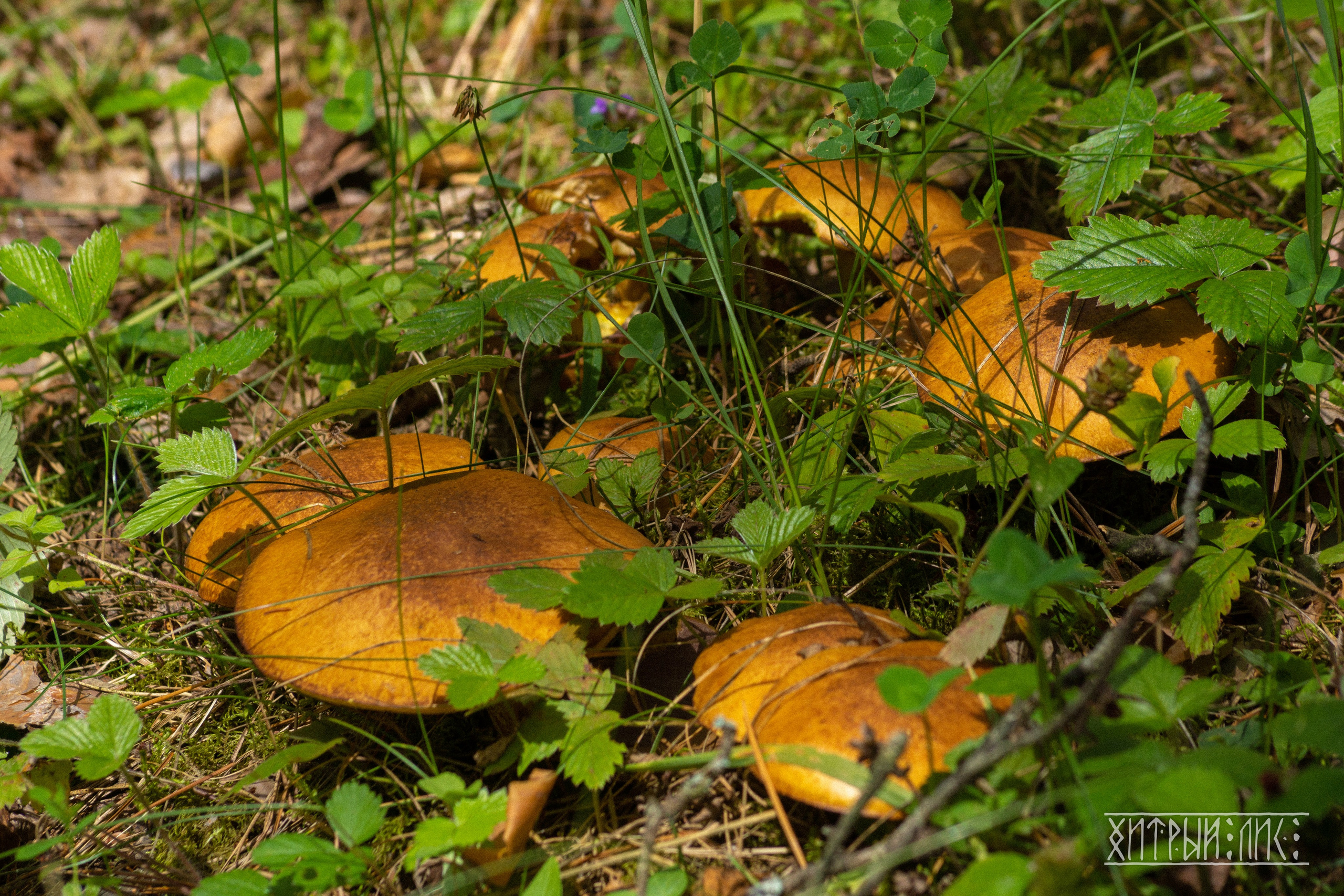 Беларусь. Фотограф-путешественник Самойлов Максим «Sly Fox»