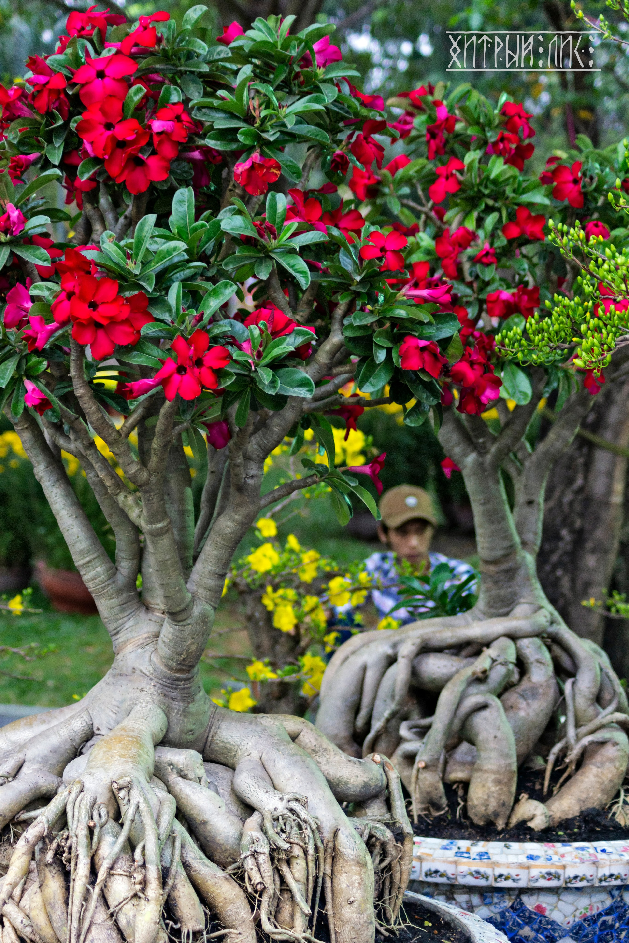 Вьетнам. Фотограф-путешественник Самойлов Максим «Sly Fox»