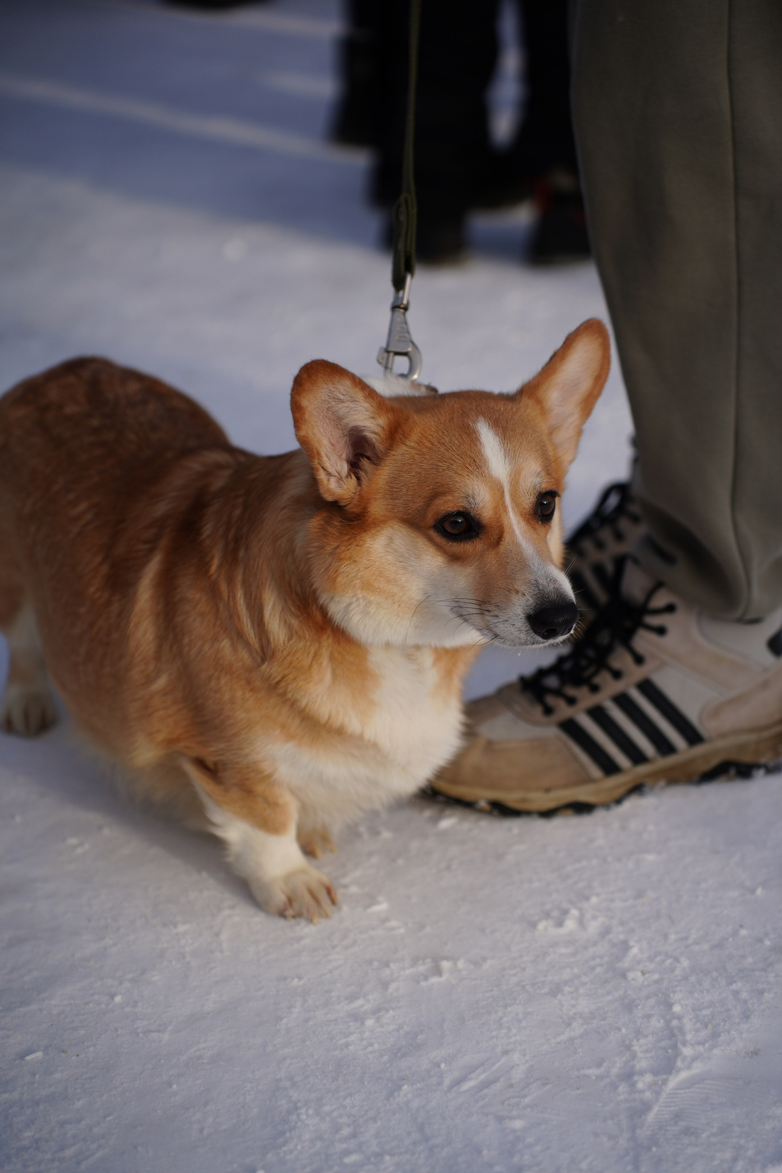 Благотворительная Акция «Ищу Человека». Pupov.png