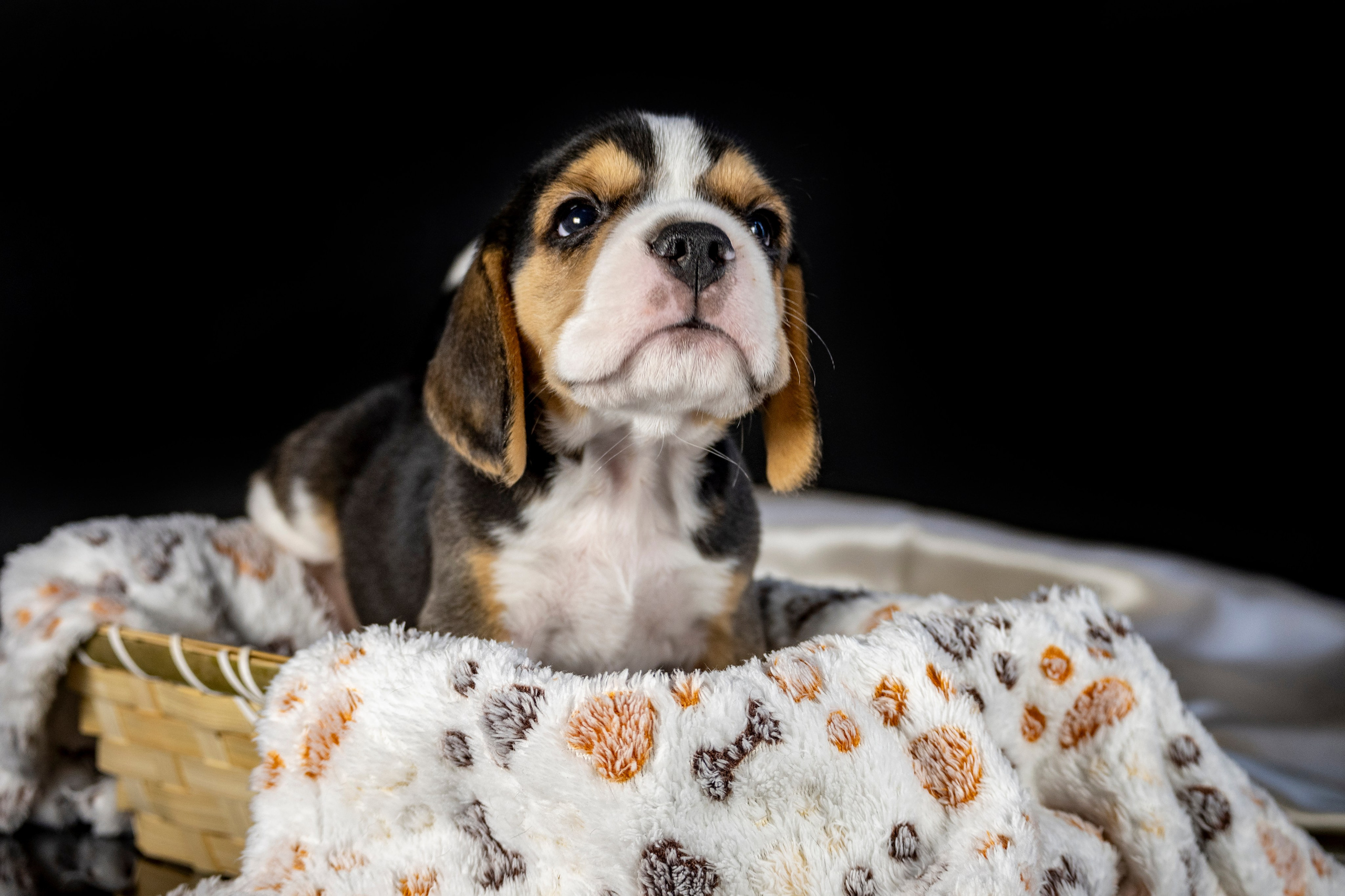 Фотосессия щенков бигля. Фотограф анималист в Санкт-Петербурге Таша Крейв