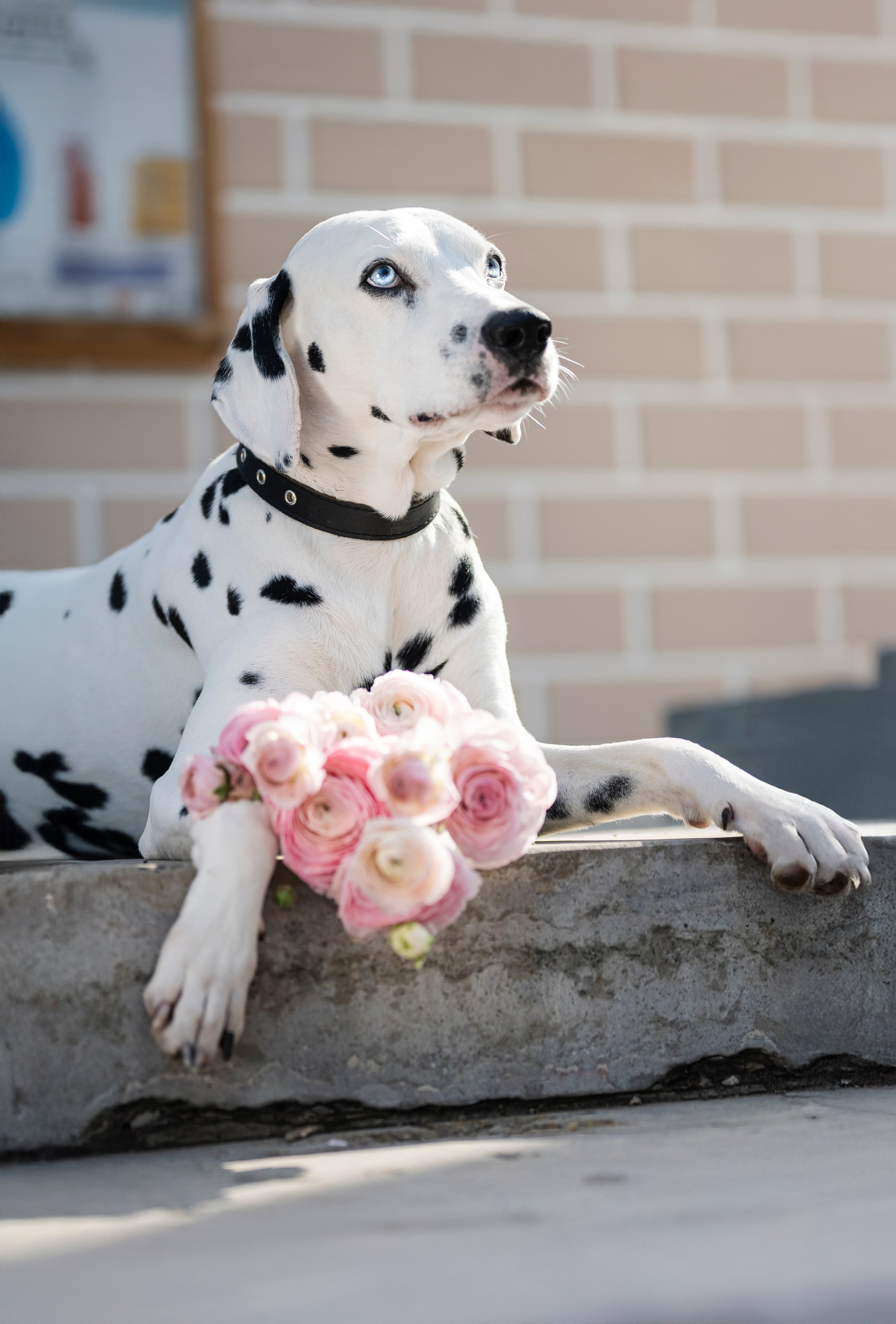 DOGIGO на прогулке. Фотограф анималист в Санкт-Петербурге Таша Крейв