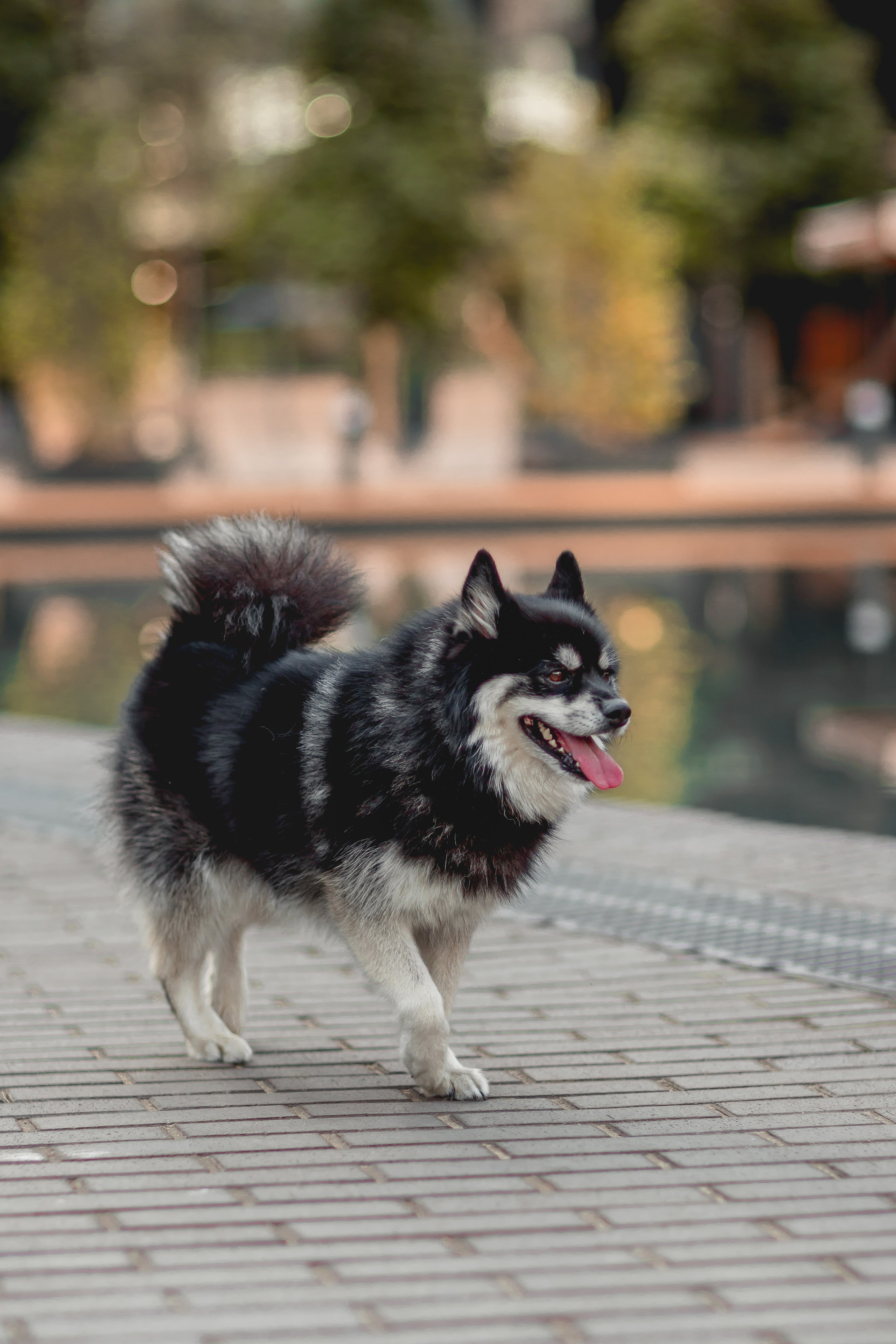 Надежда, Дмитрий и Марсель. Семейный фотограф анималист Мария Крючкова