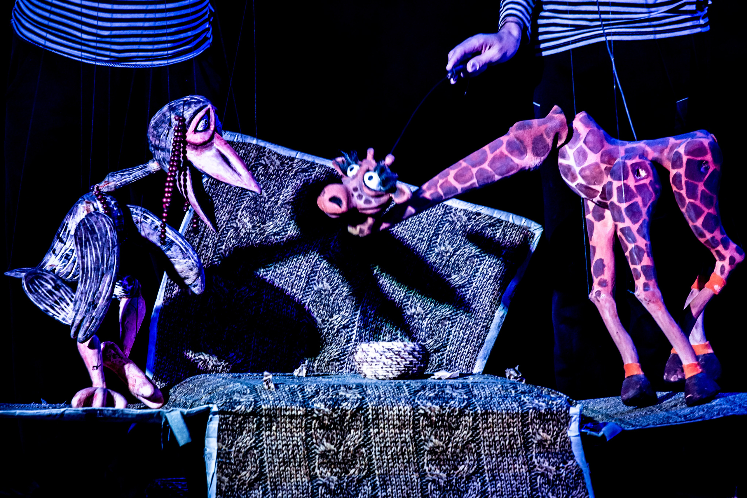 Жирафа и носорог спектакль театра Саквояж. Фотограф в Сочи Юрий Шептаев