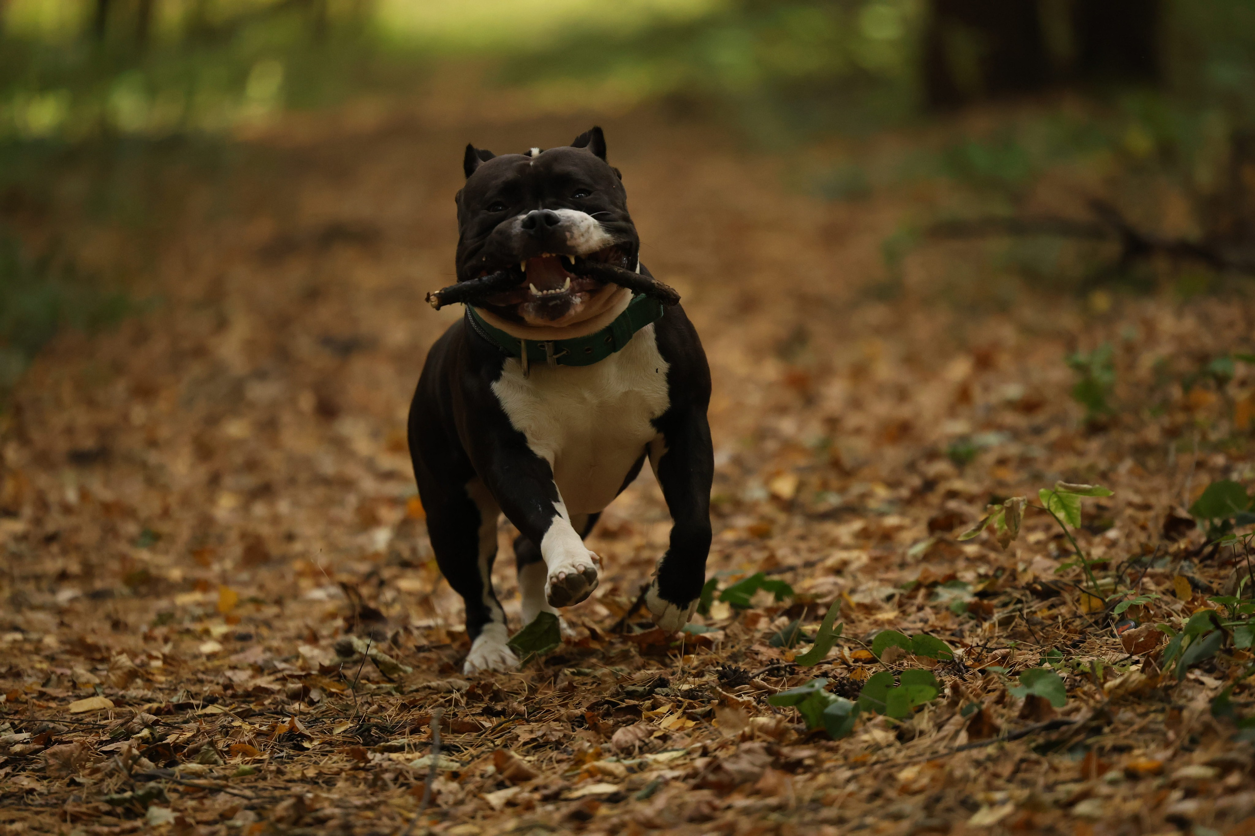 Бумер. Виктория Михайловская. Фотограф-анималист. Москва