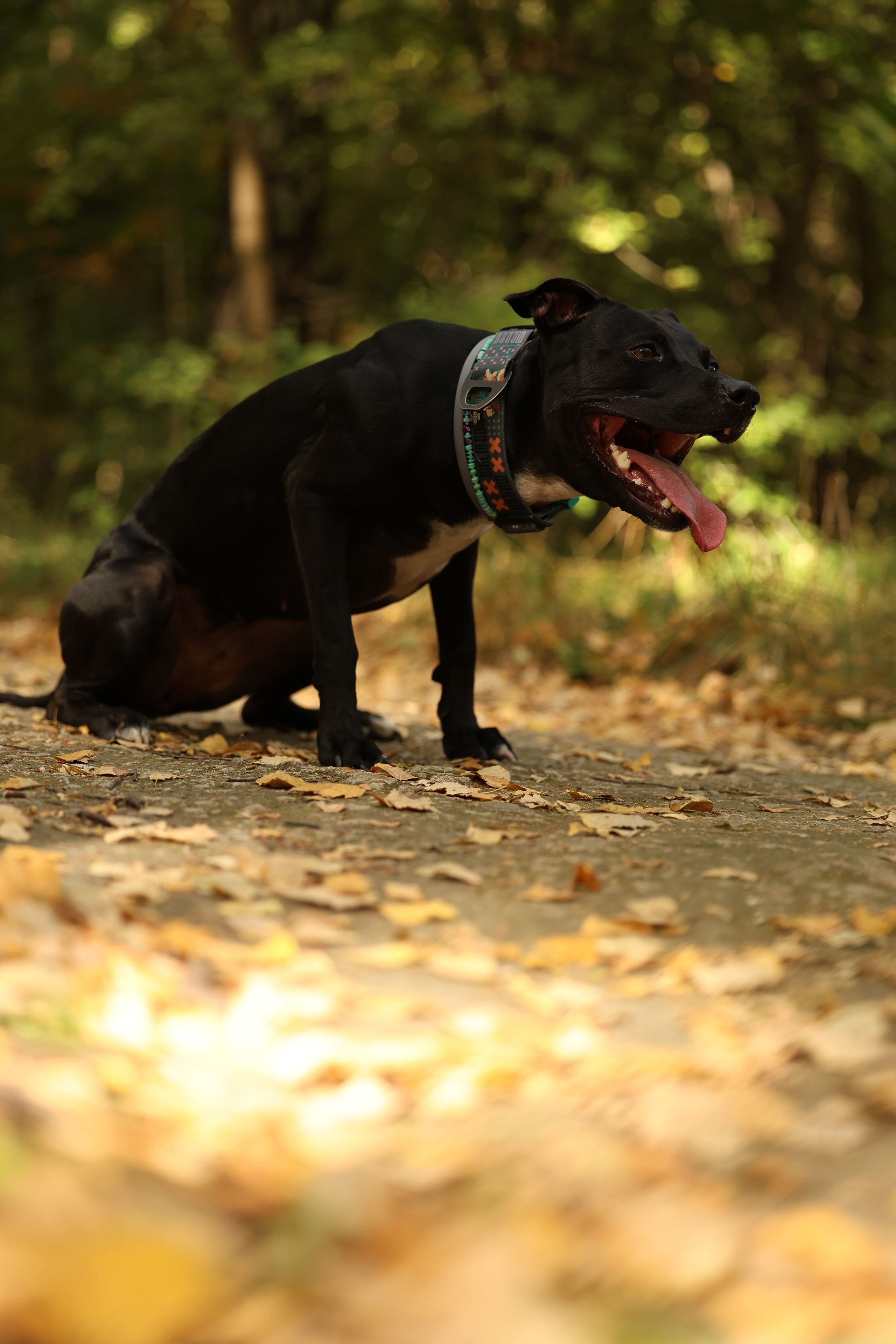 Алена и Бора. Виктория Михайловская. Фотограф-анималист. Москва