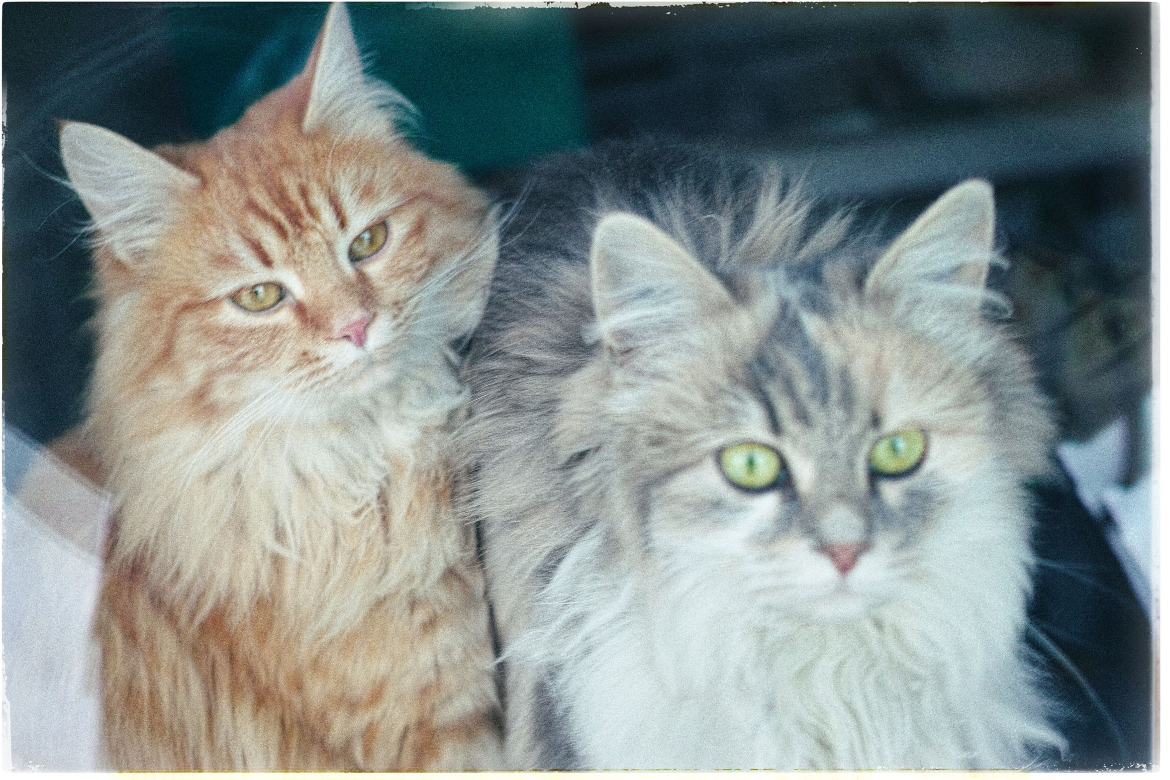 Ветра и дожди. Artkapella|Олег Кузнецов