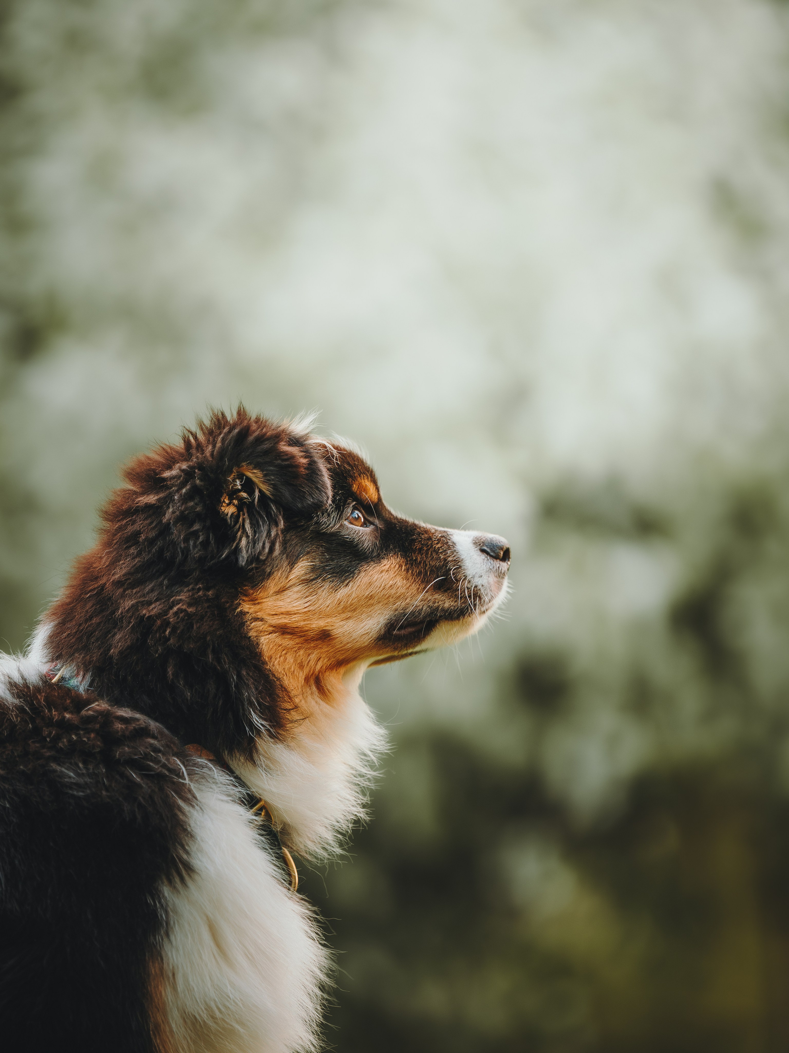 Софья и Сажик. Семейный фотограф анималист Ананьева Мария — Москва