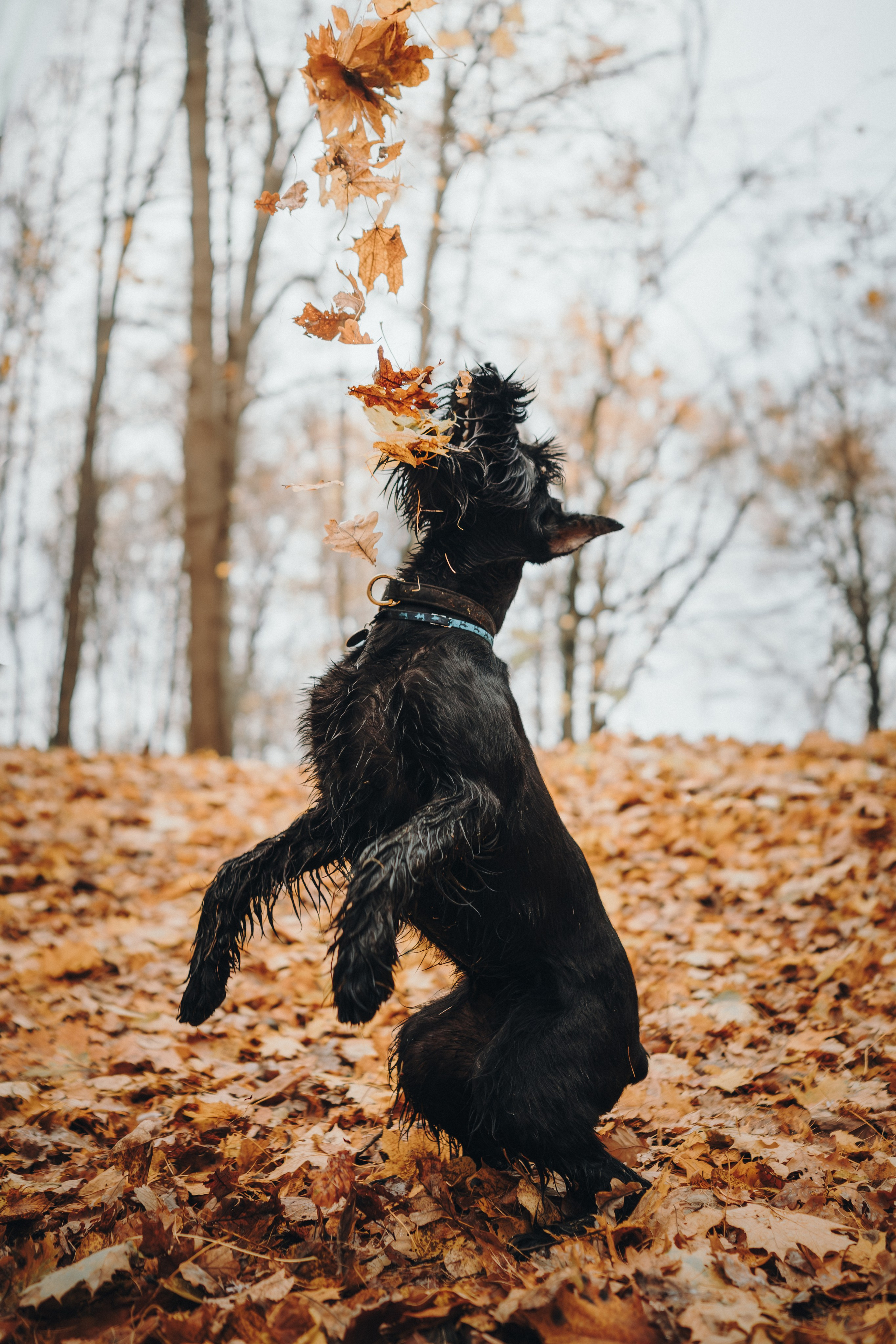 Даша и Умбра. Семейный фотограф анималист Ананьева Мария — Москва