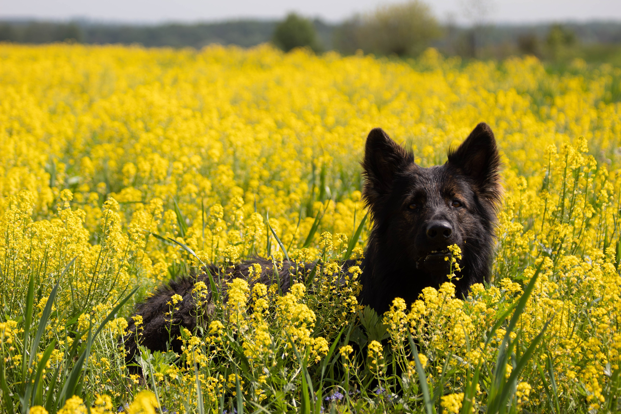 Фотосессия с животными. Фотограф анималист — Тула, Москва