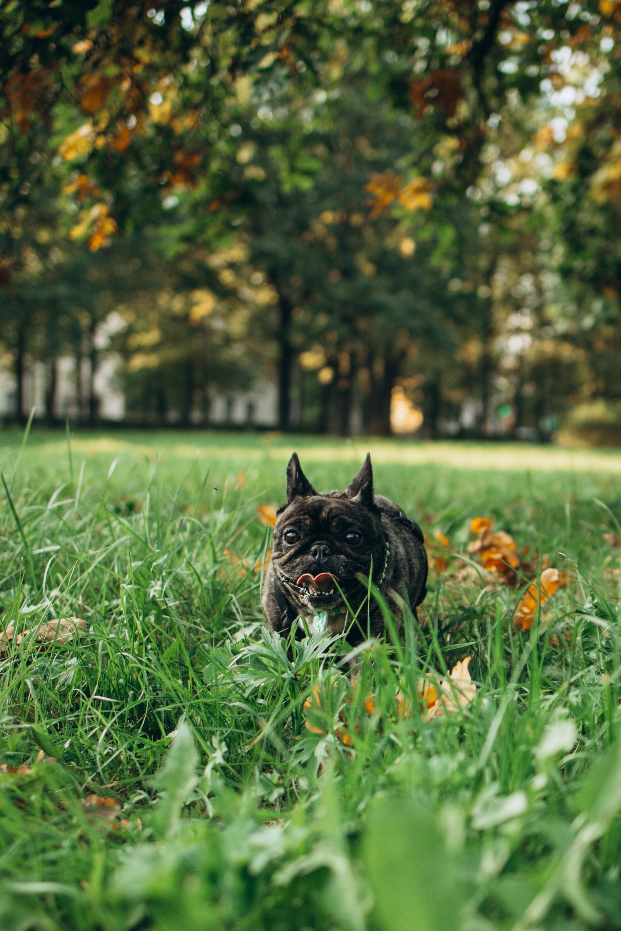 Олеся и Луи. Фотограф — Анималист | Санкт-Петербург