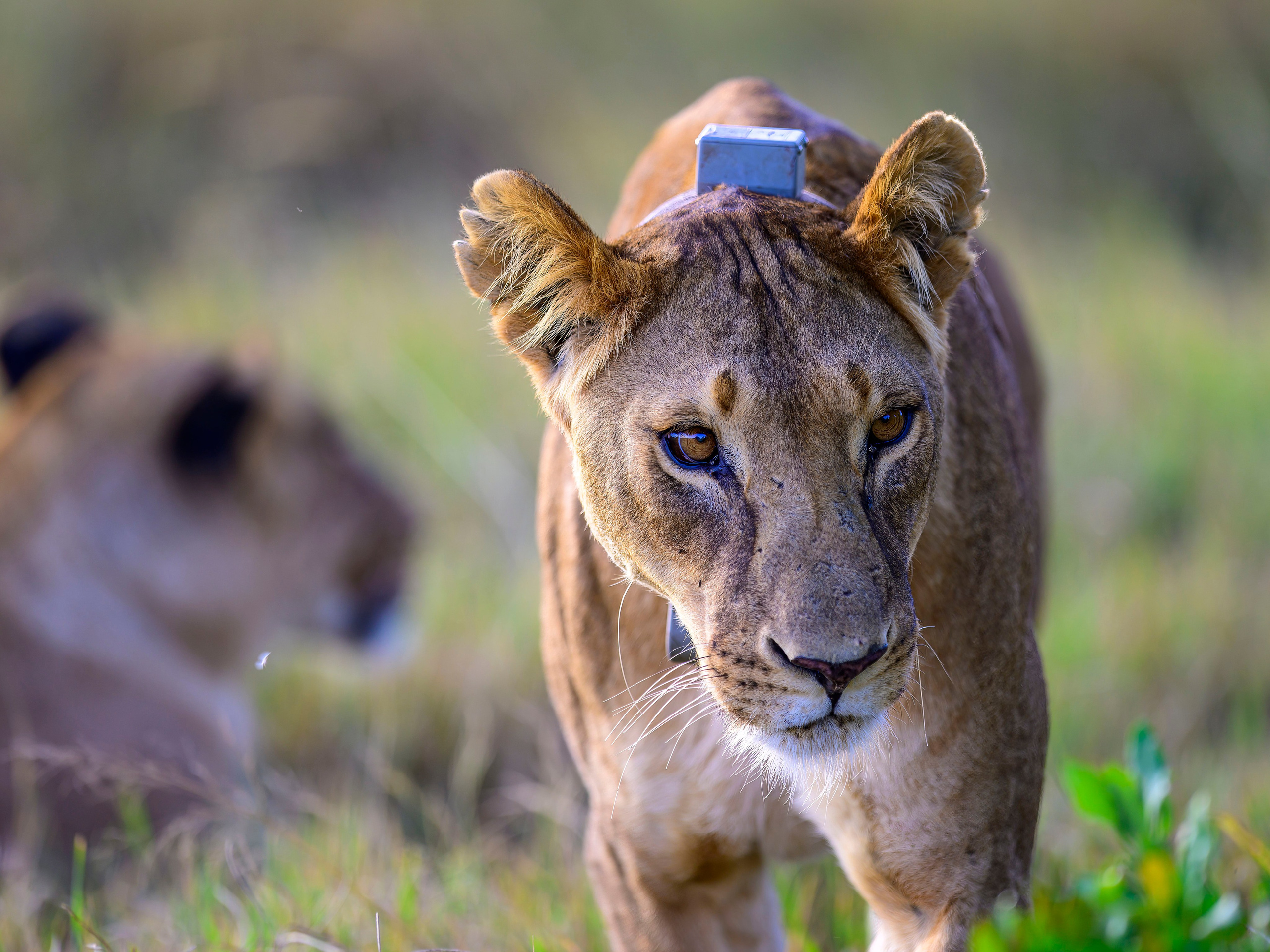 Кения. Wildlife photography by Sergey Puponin