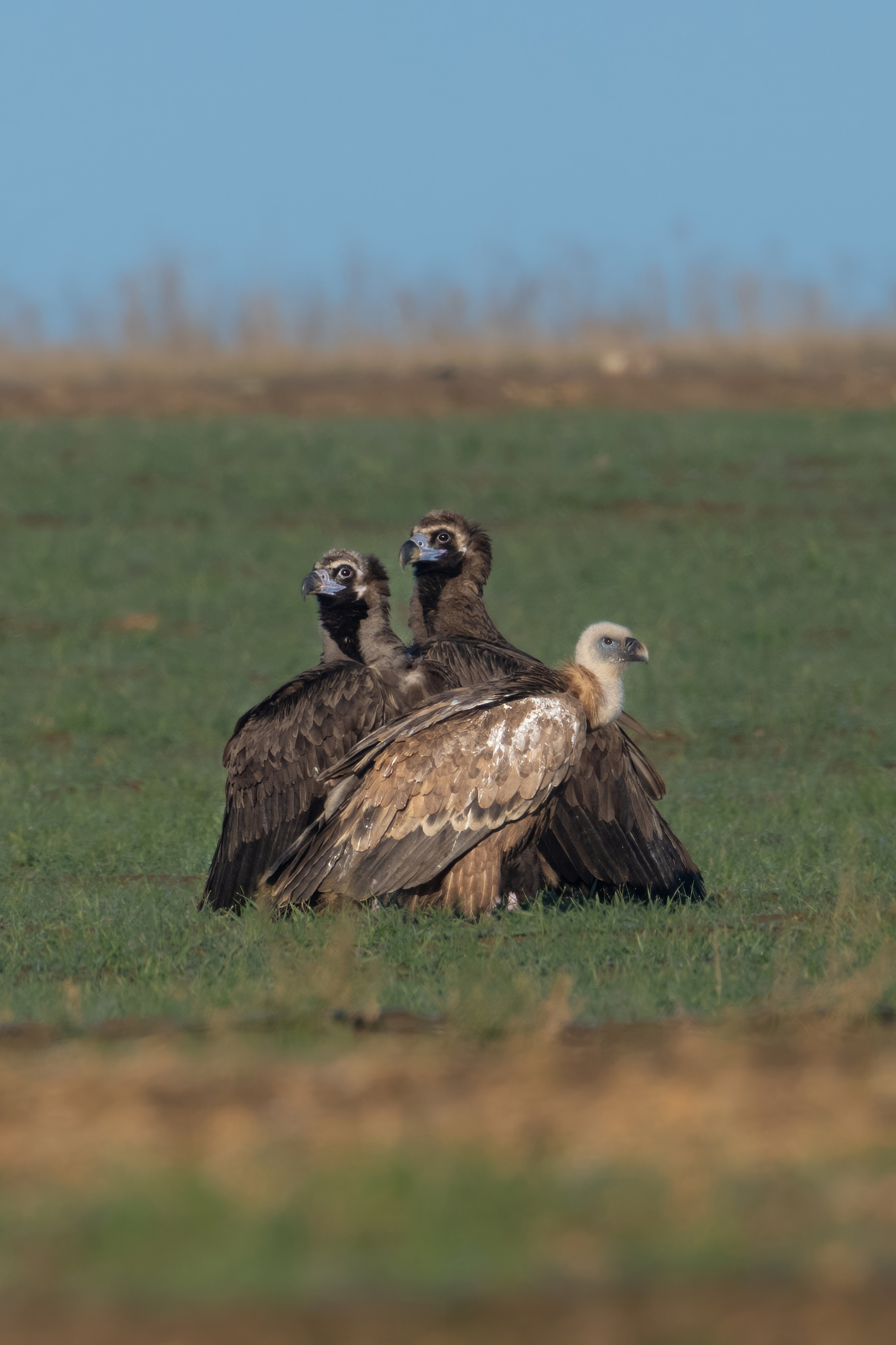 Два черных грифа и белоголовый сип