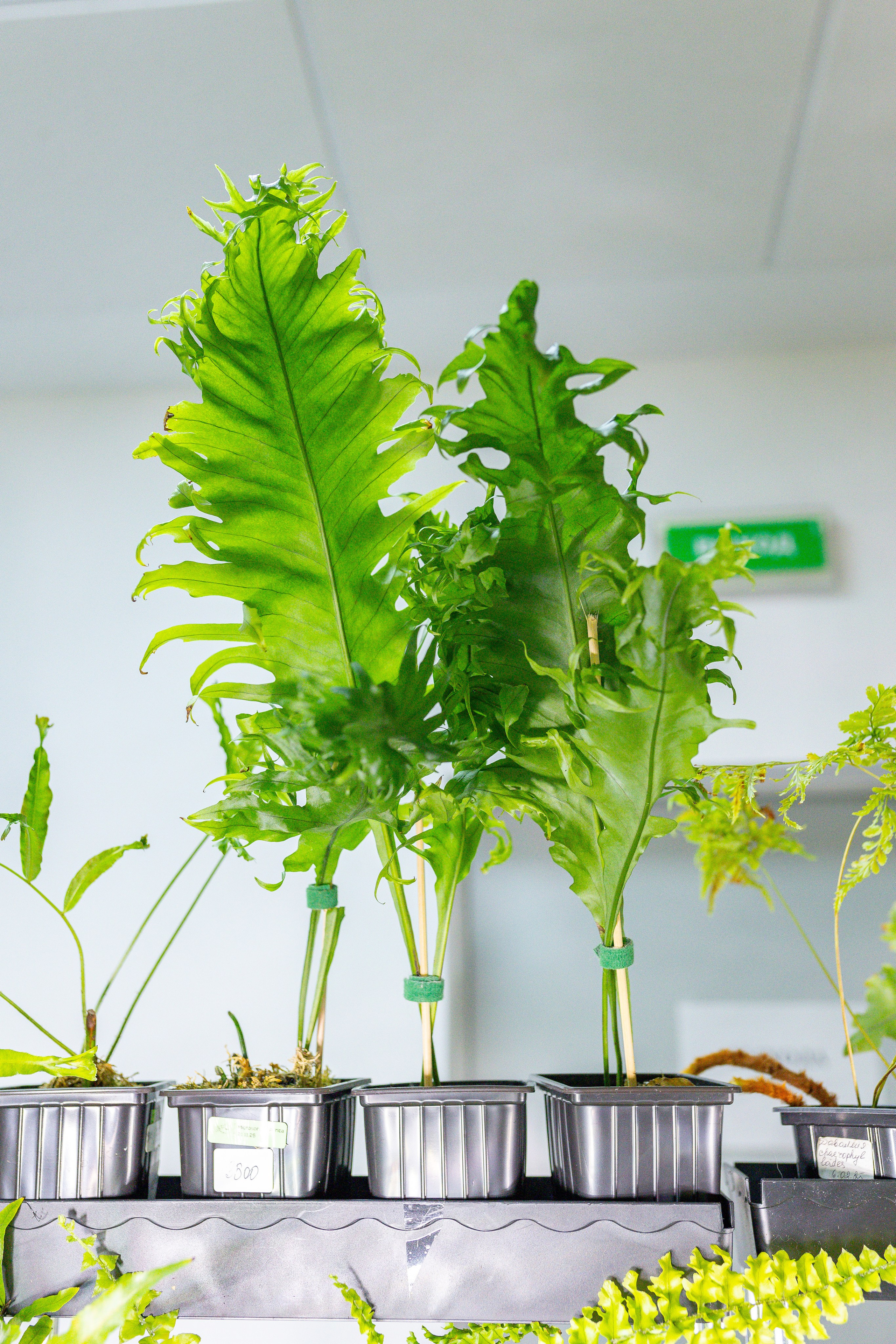 Орхидиум 12.2025. Александра Куликова фотограф, Москва