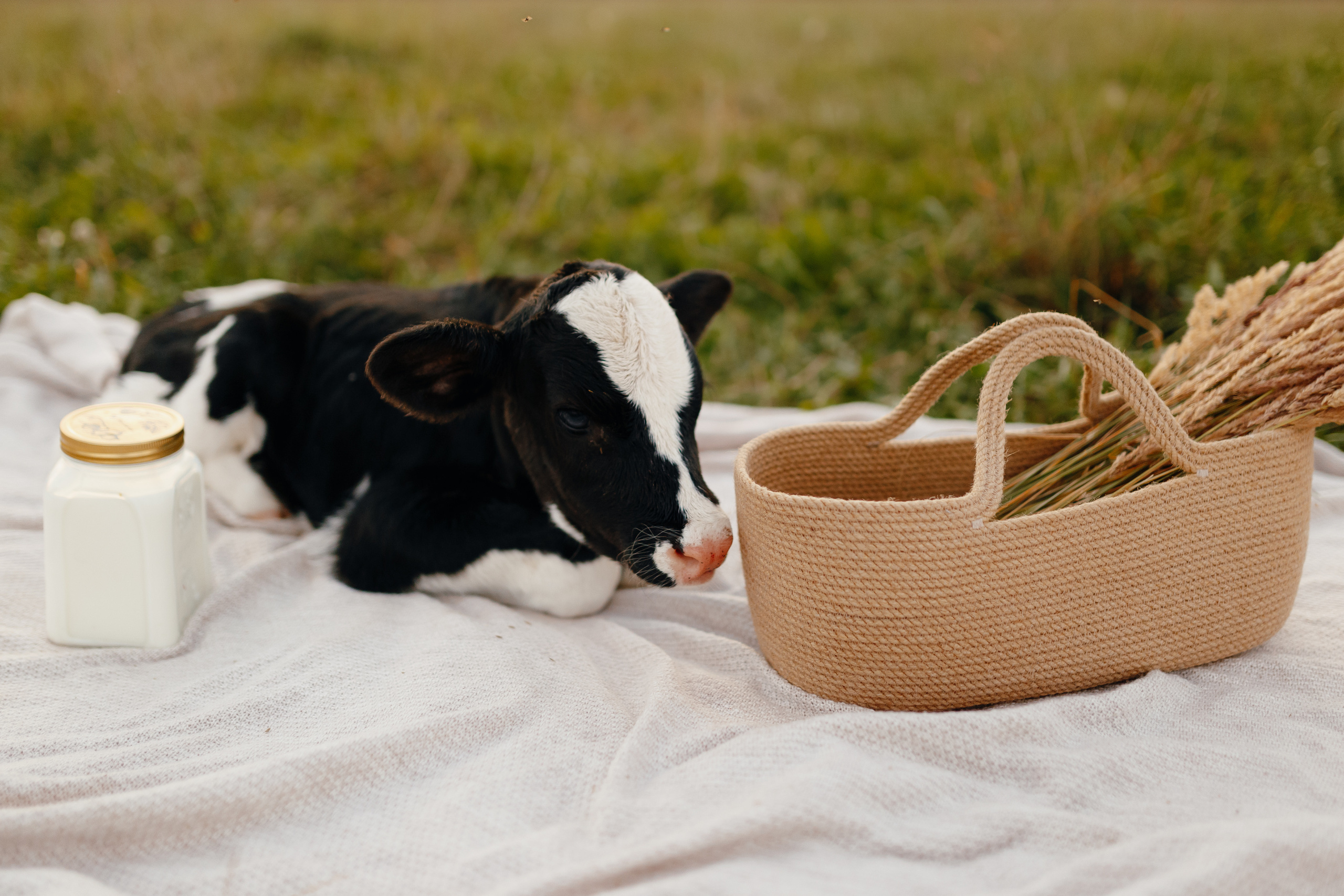 Фотосессия с теленком на закате. Свадебный и семейный фотограф Витебск, Минск, Андрей Павлов