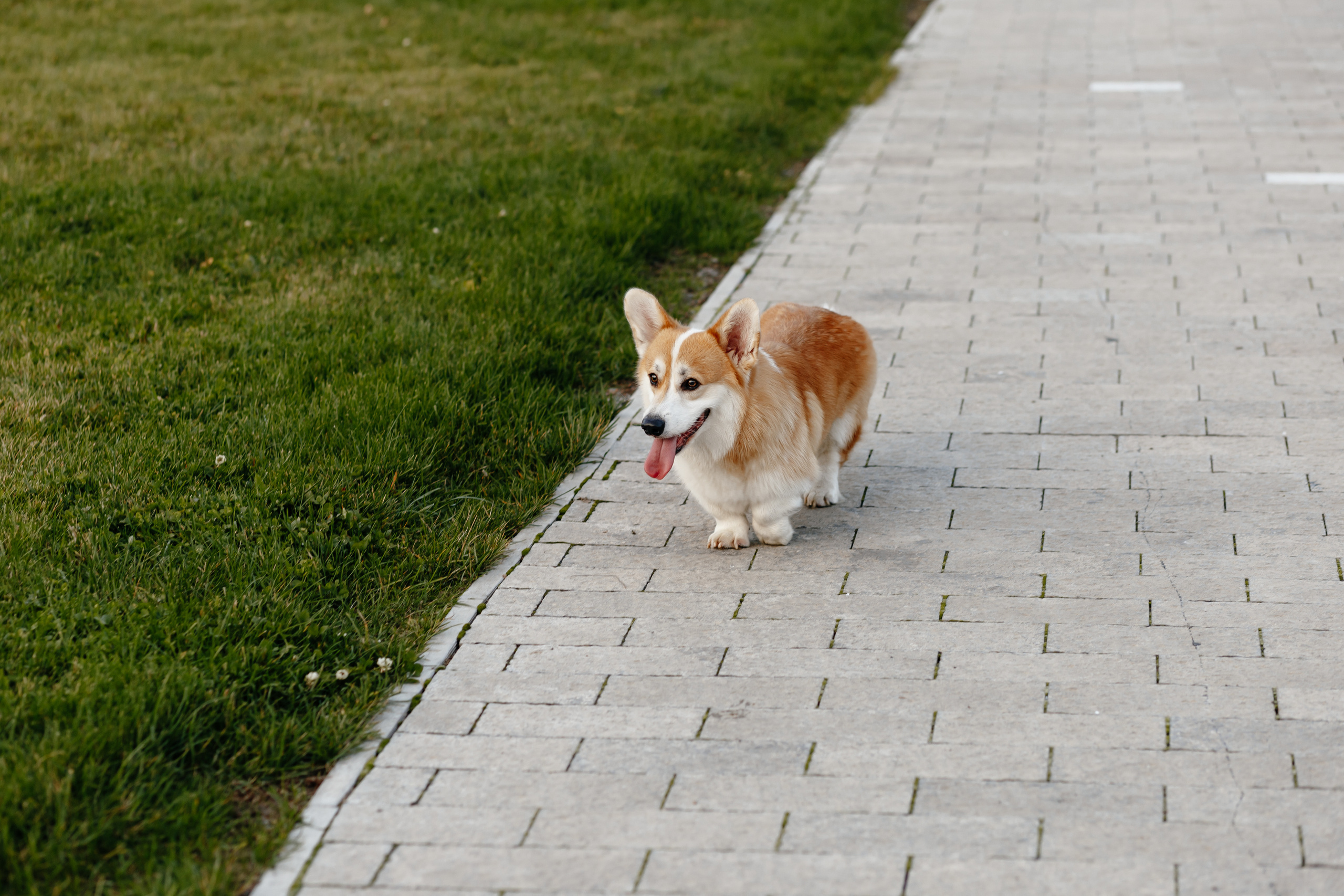 Свадьба Марии и Андрея. Свадебный и семейный фотограф Витебск, Минск, Андрей Павлов