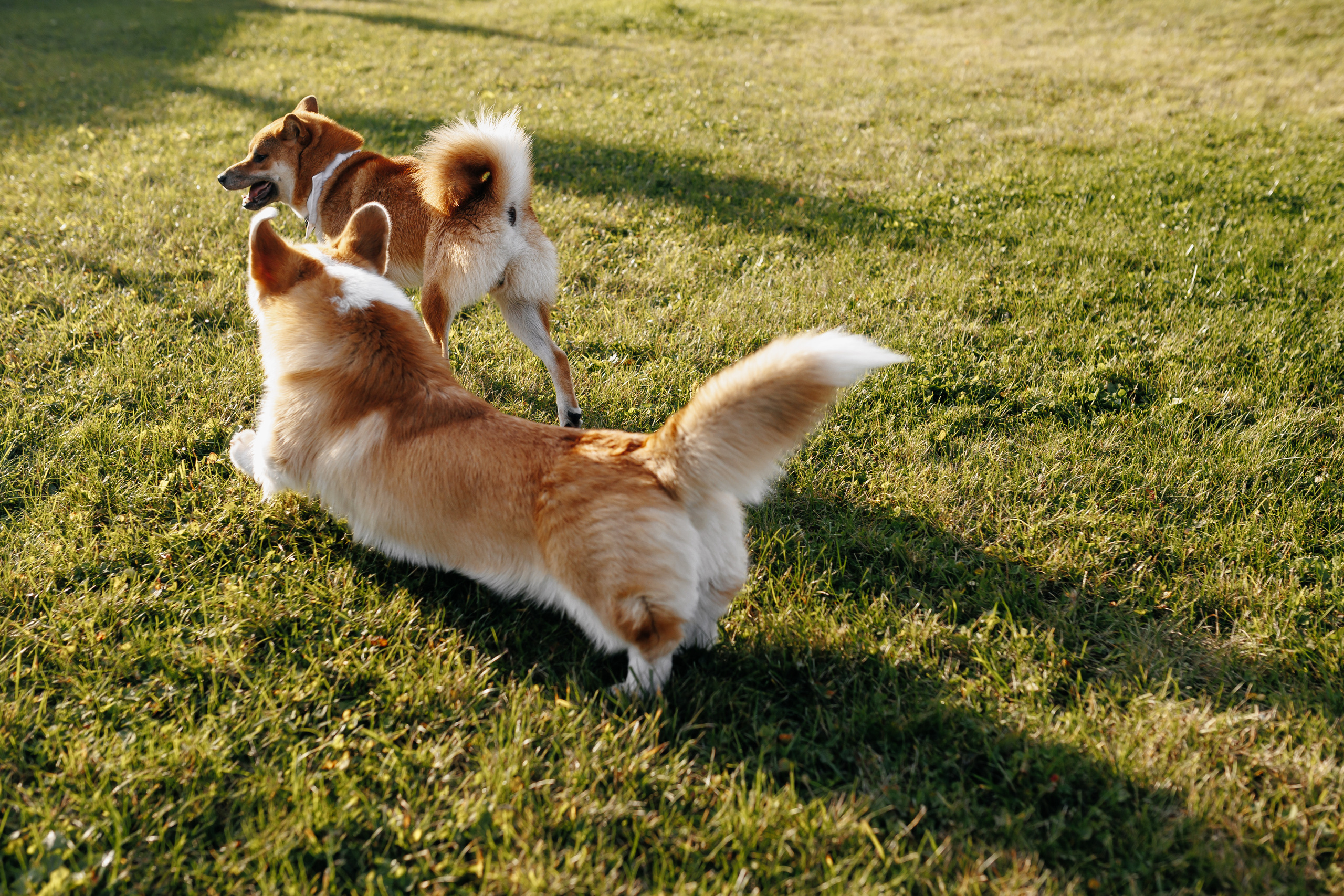 Свадьба Марии и Андрея. Свадебный и семейный фотограф Витебск, Минск, Андрей Павлов