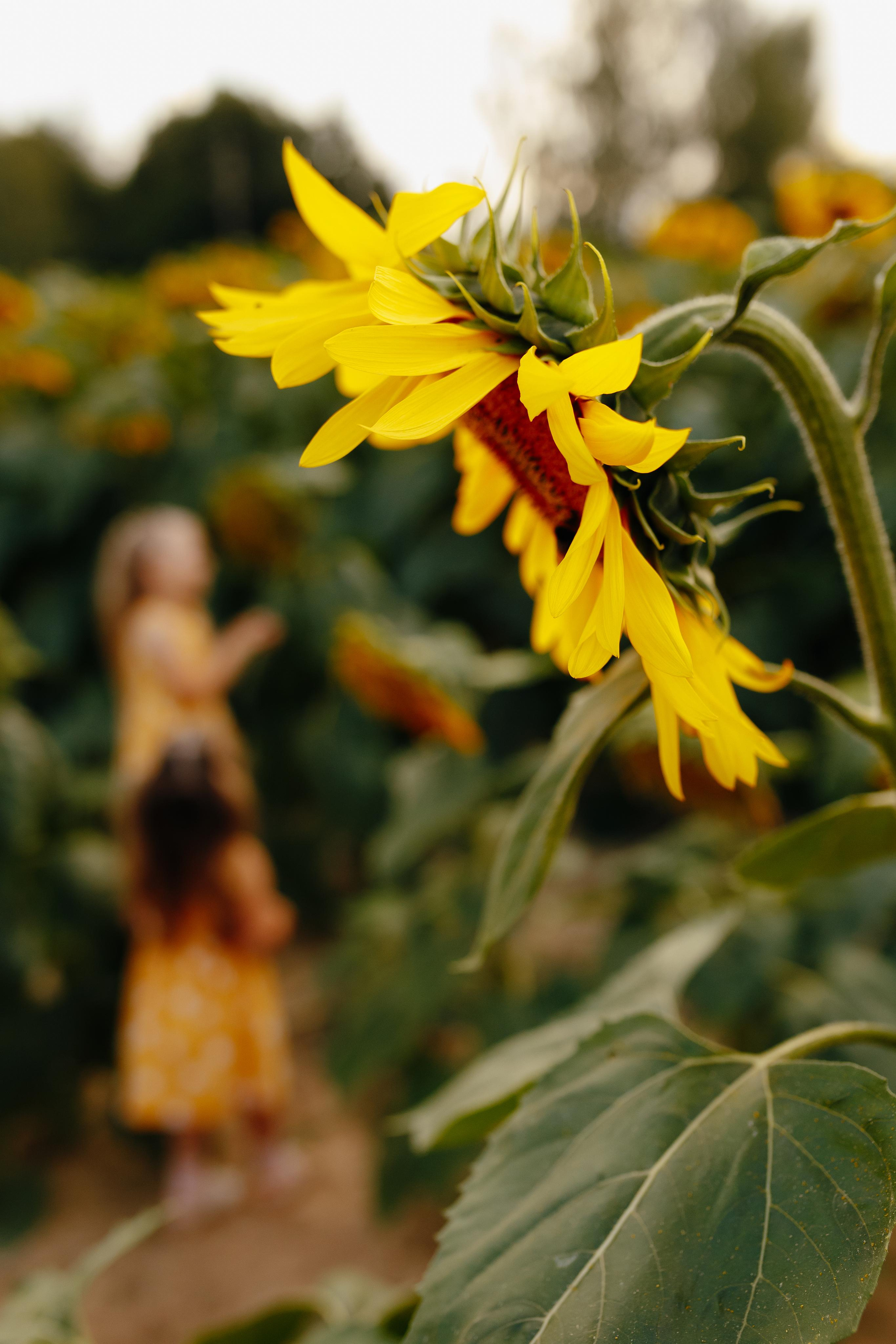 Подсолнухи. Свадебный и семейный фотограф Витебск, Минск, Андрей Павлов