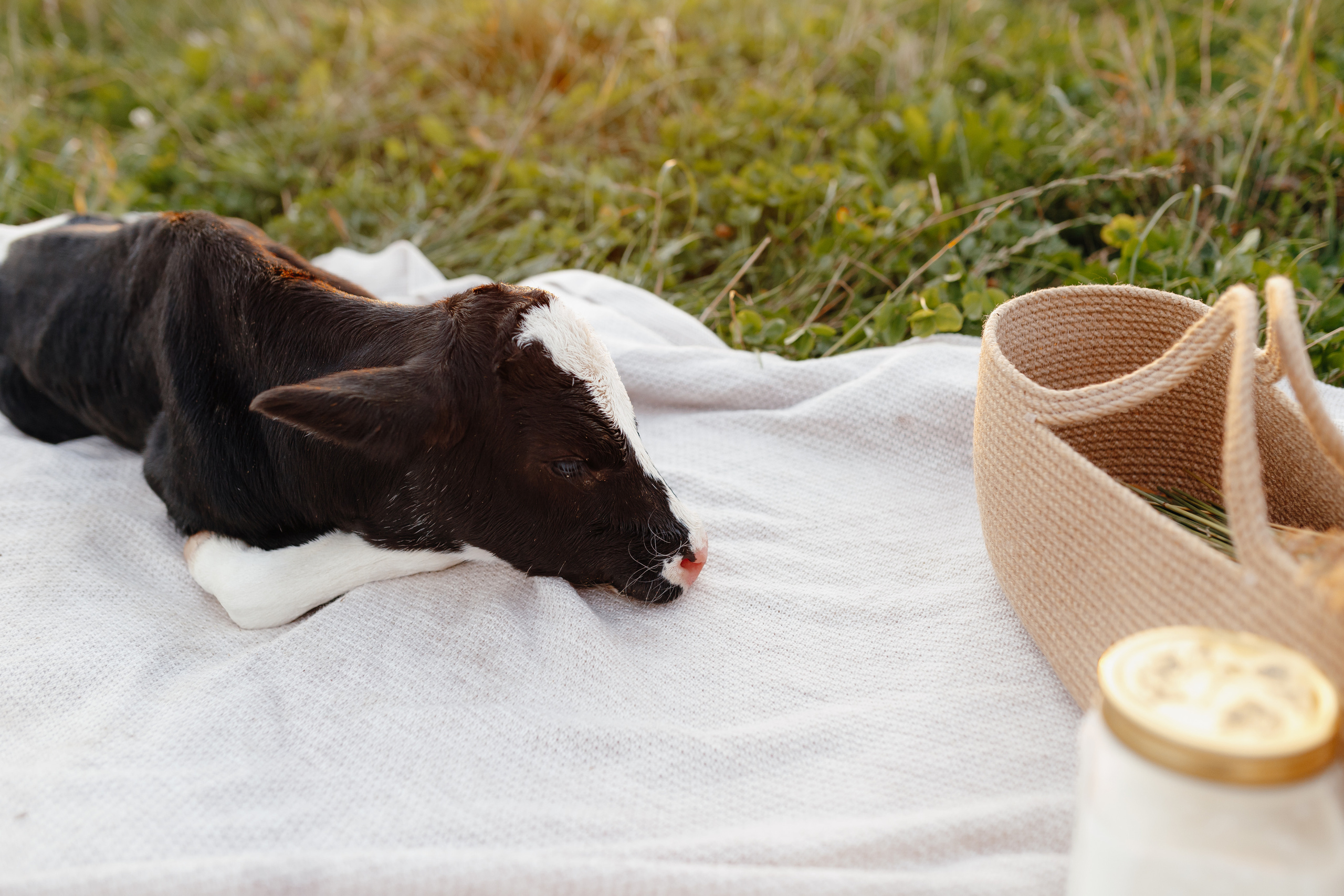 Фотосессия с теленком на закате. Свадебный и семейный фотограф Витебск, Минск, Андрей Павлов