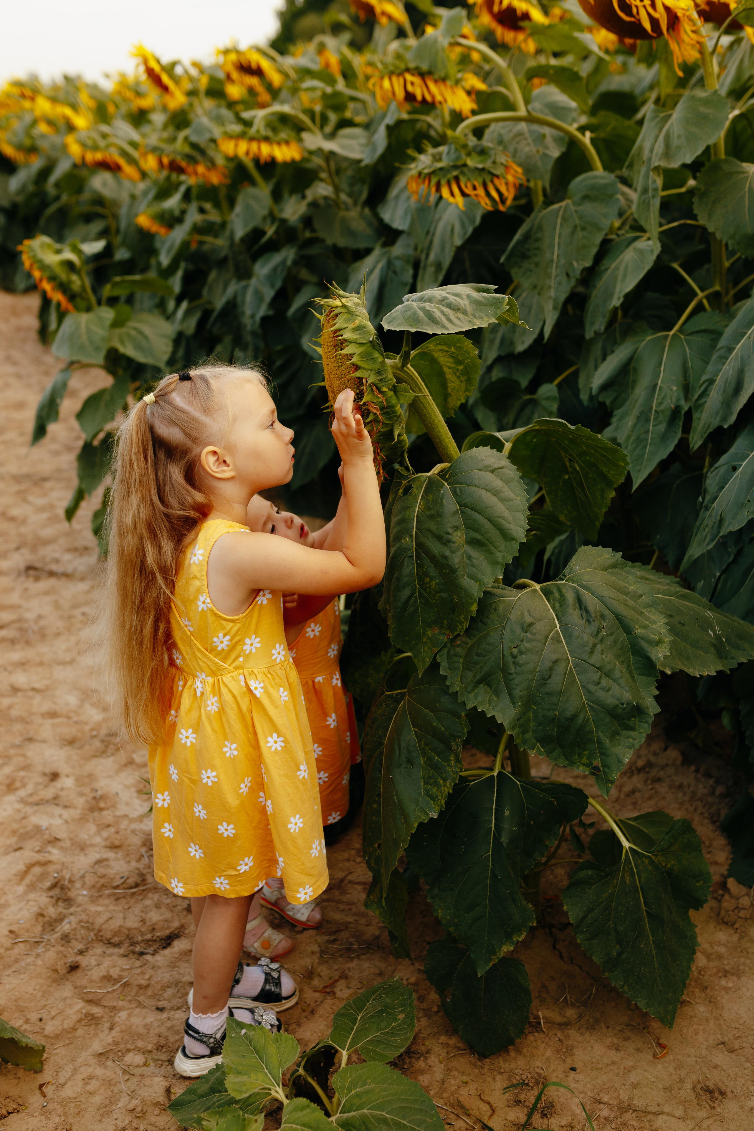 Подсолнухи. Свадебный и семейный фотограф Витебск, Минск, Андрей Павлов
