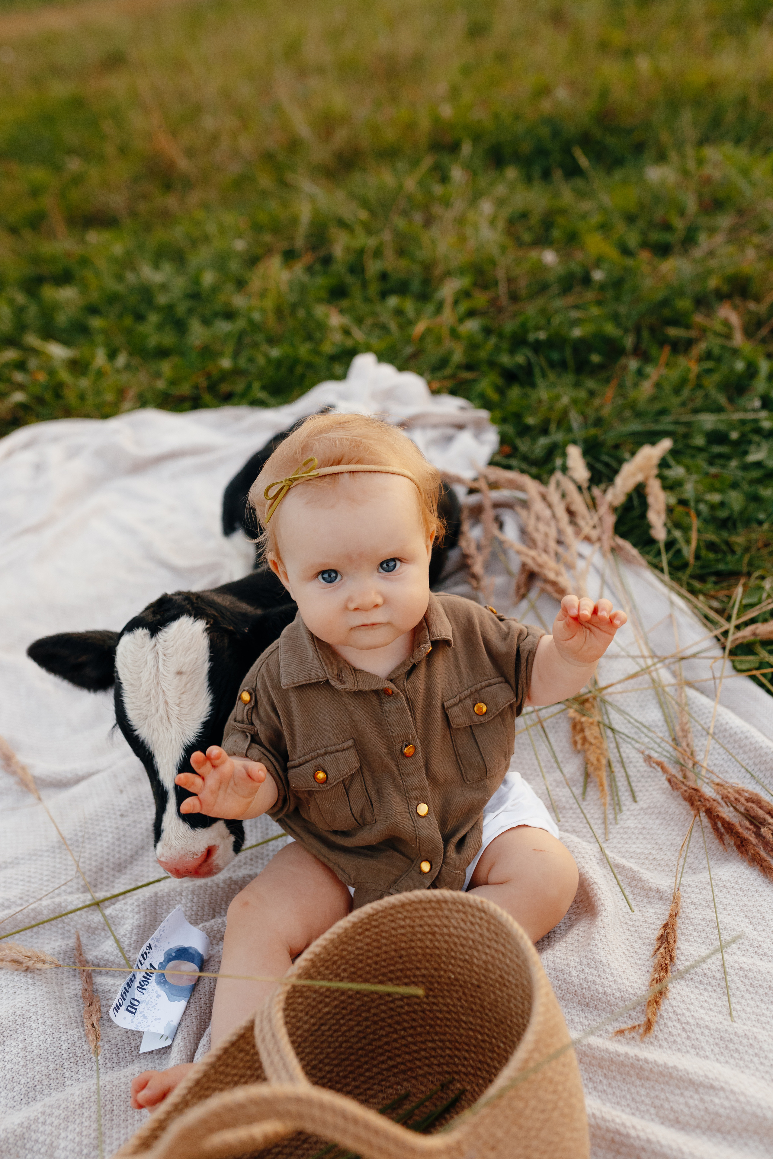 Фотосессия с теленком на закате. Свадебный и семейный фотограф Витебск, Минск, Андрей Павлов