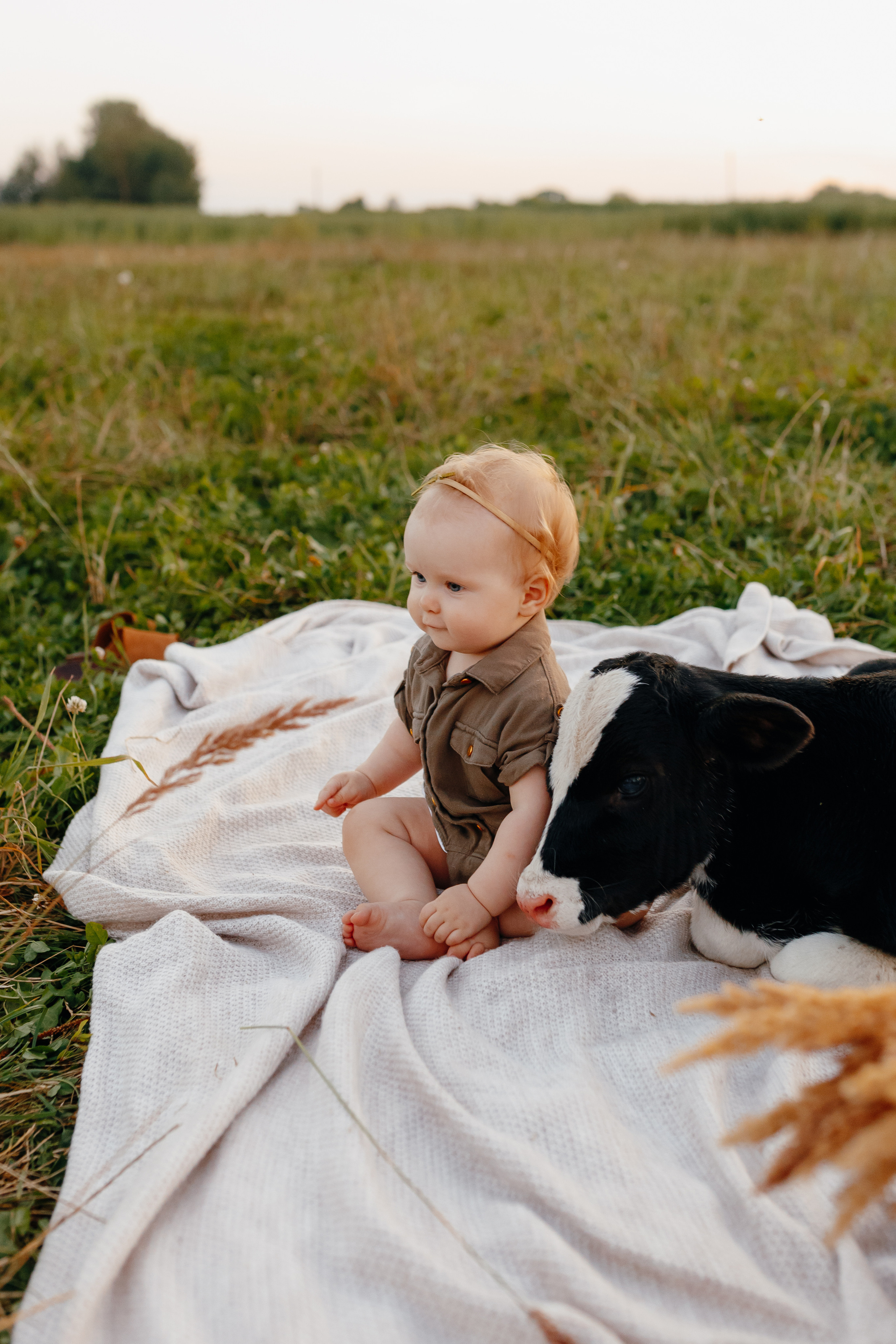 Фотосессия с теленком на закате. Свадебный и семейный фотограф Витебск, Минск, Андрей Павлов