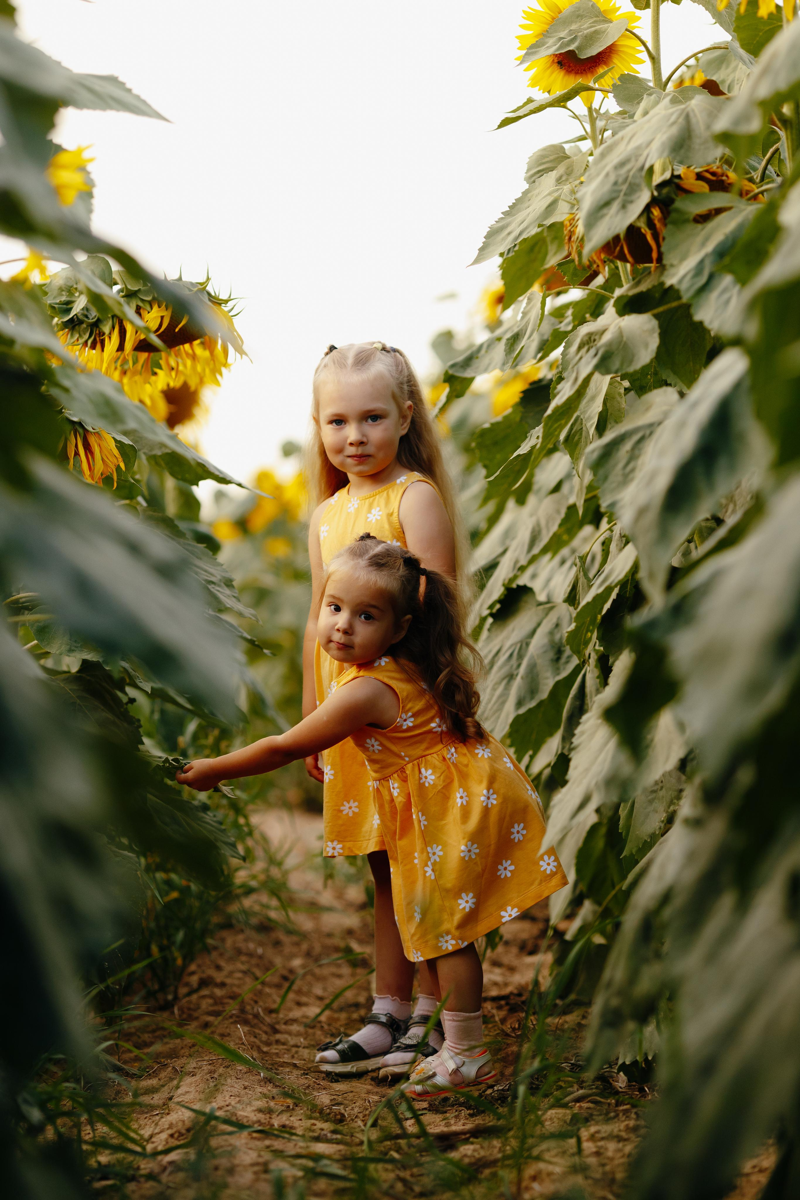 Подсолнухи. Свадебный и семейный фотограф Витебск, Минск, Андрей Павлов