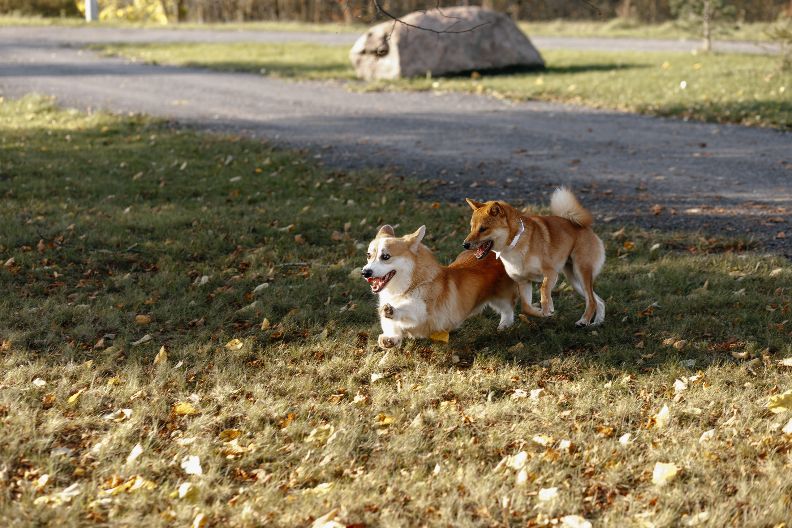 Свадьба Марии и Андрея. Свадебный и семейный фотограф Витебск, Минск, Андрей Павлов