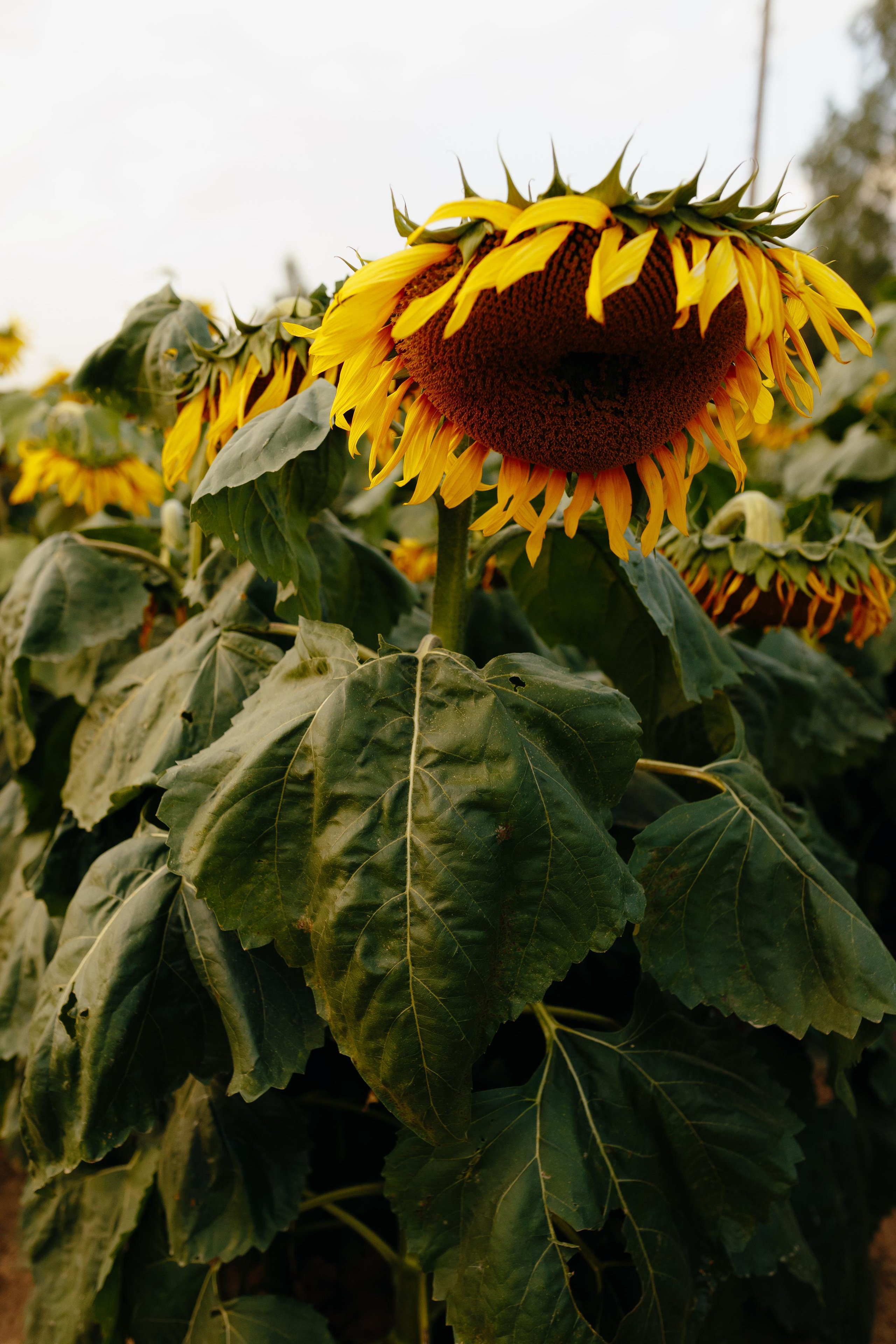 Подсолнухи. Свадебный и семейный фотограф Витебск, Минск, Андрей Павлов